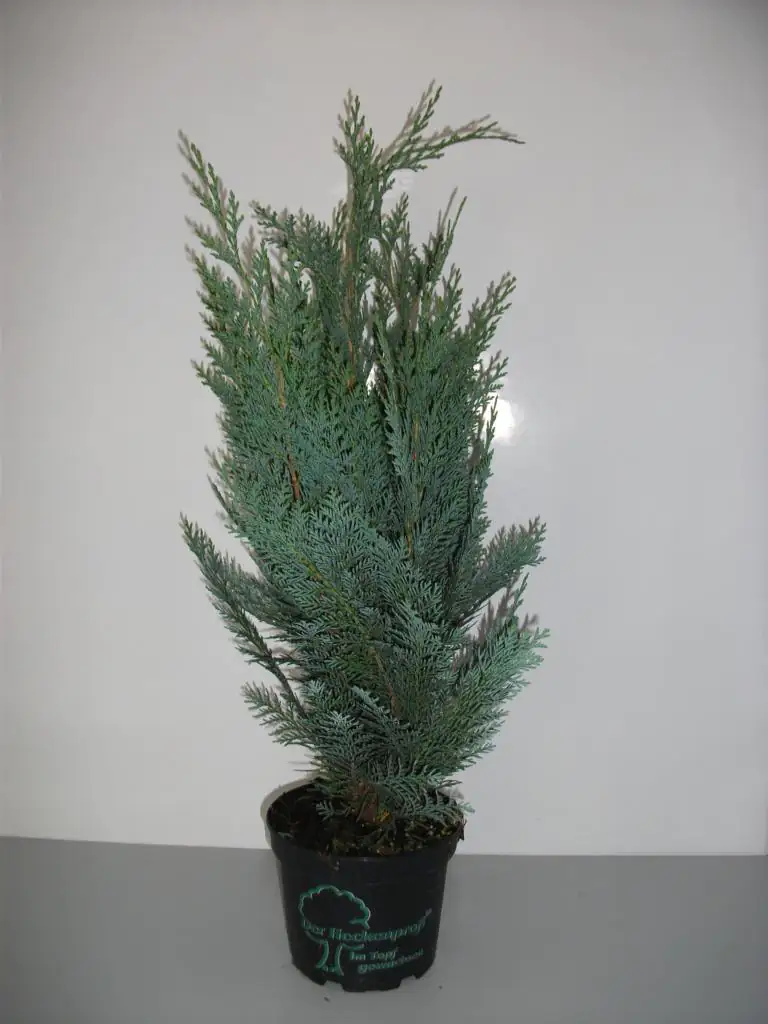 Blaue Scheinzypresse Chamaecyparis H 40 - 60 cm 2 L Container