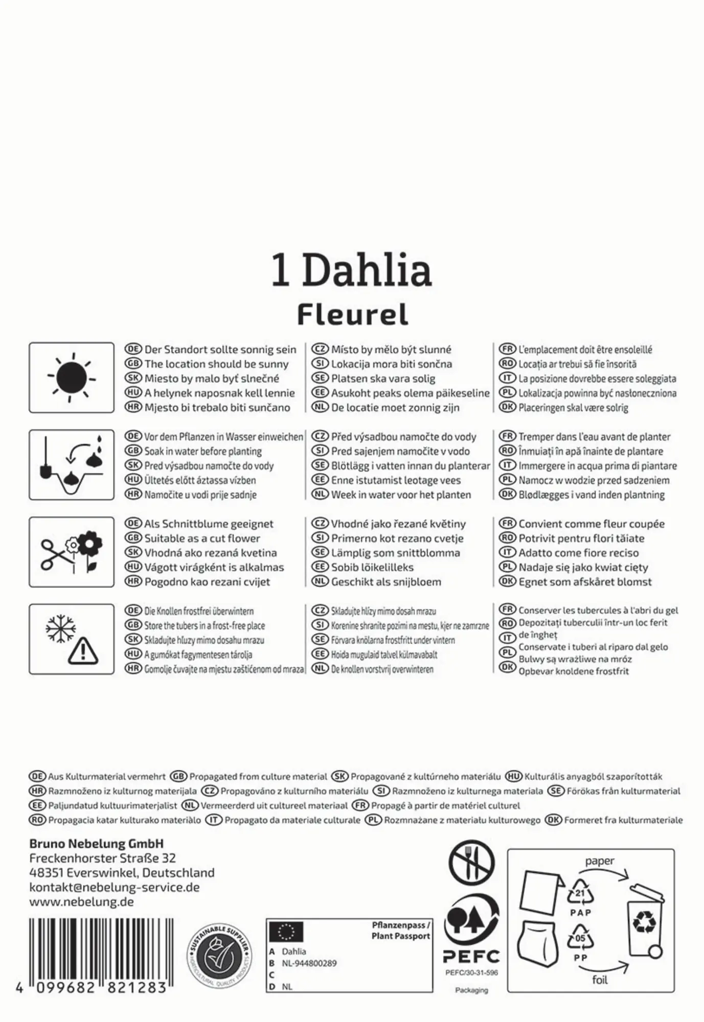 Kiepenkerl Frühjahrsblumenzwiebel Großblütige Dekorativ-Dahlie Fleurel 1 Stück