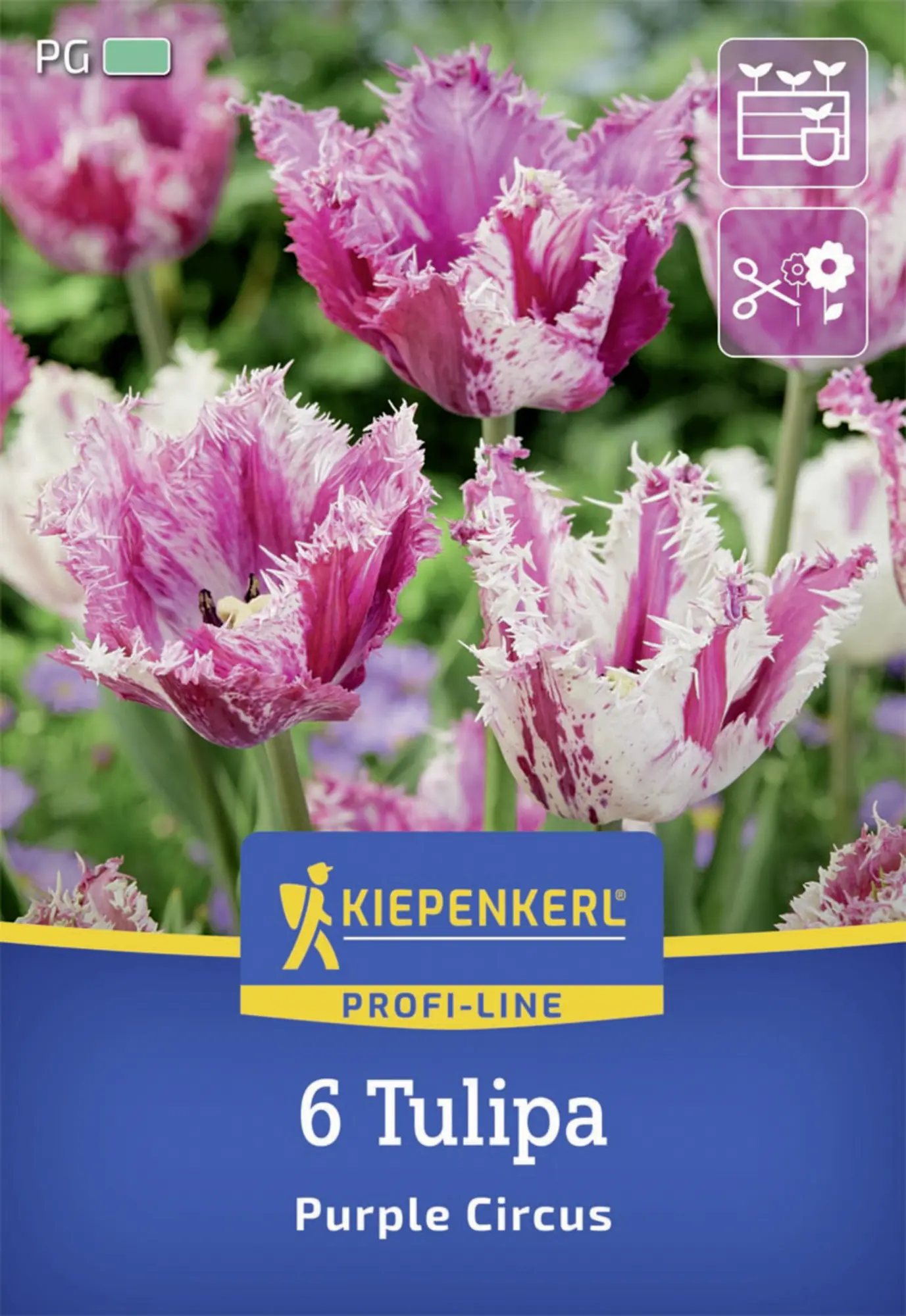 Kiepenkerl Herbstblumenzwiebel Profi-Line Purple Circus 6 Stück
