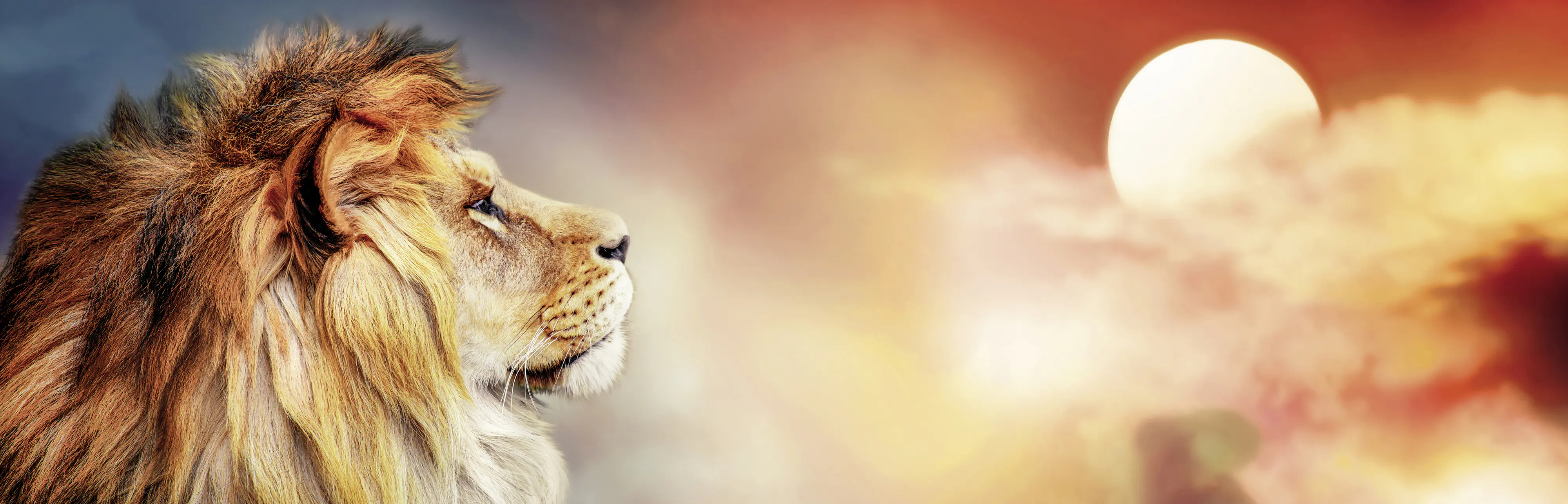 Keilrahmenbild The Lion 140 x 45 cm