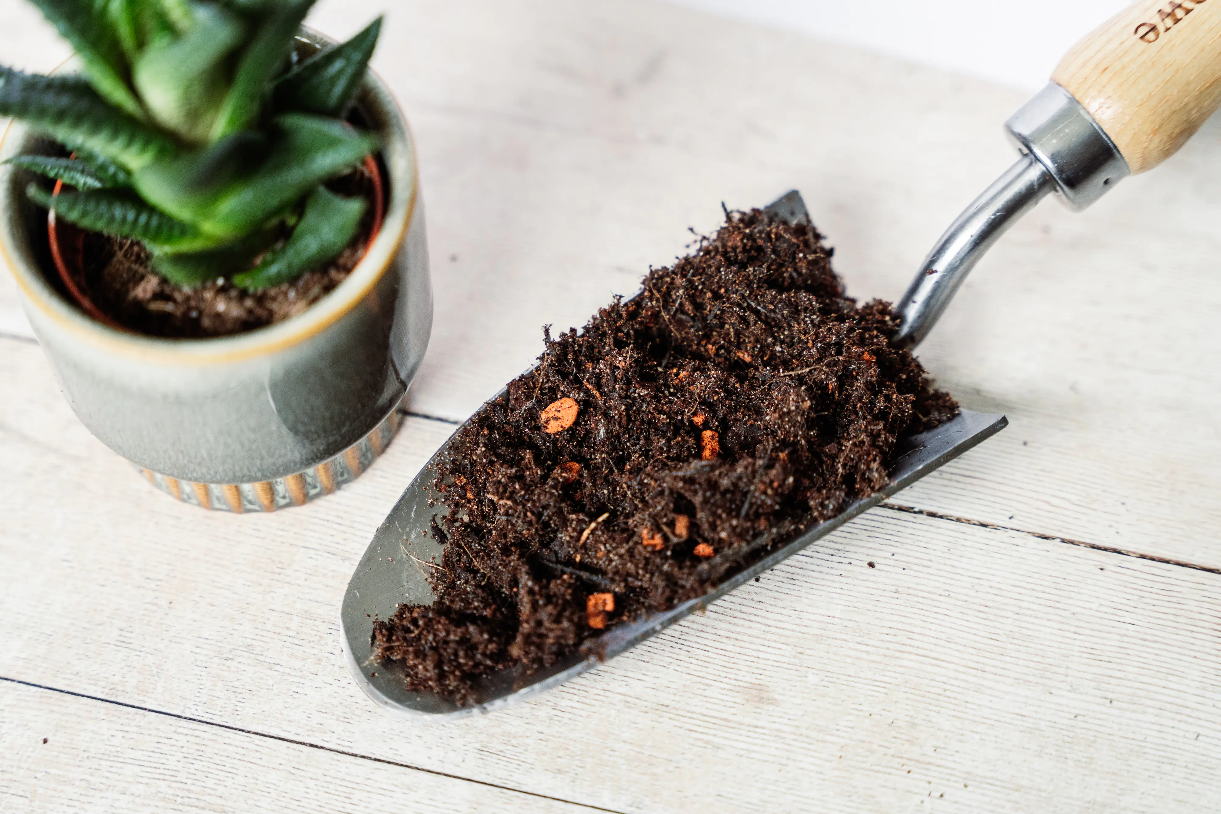 Westland Kakteen Sukkulenten Erde torffrei 4 L Westland Kakteen Sukkulenten Erde torffrei 4 L