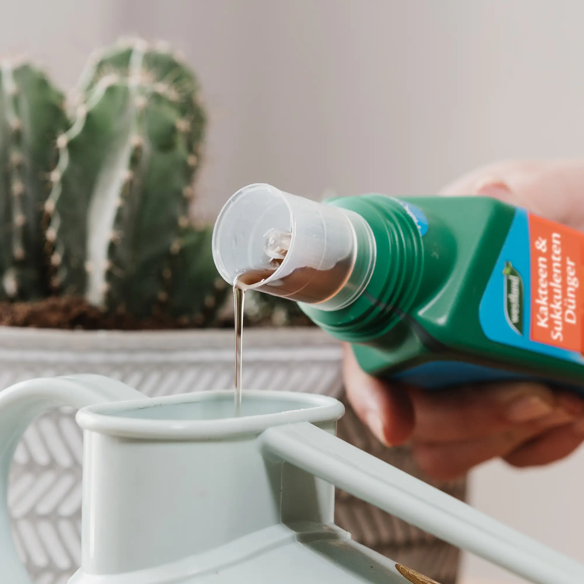 Westland Kakteen- & Sukkulenten Dünger 200 ml