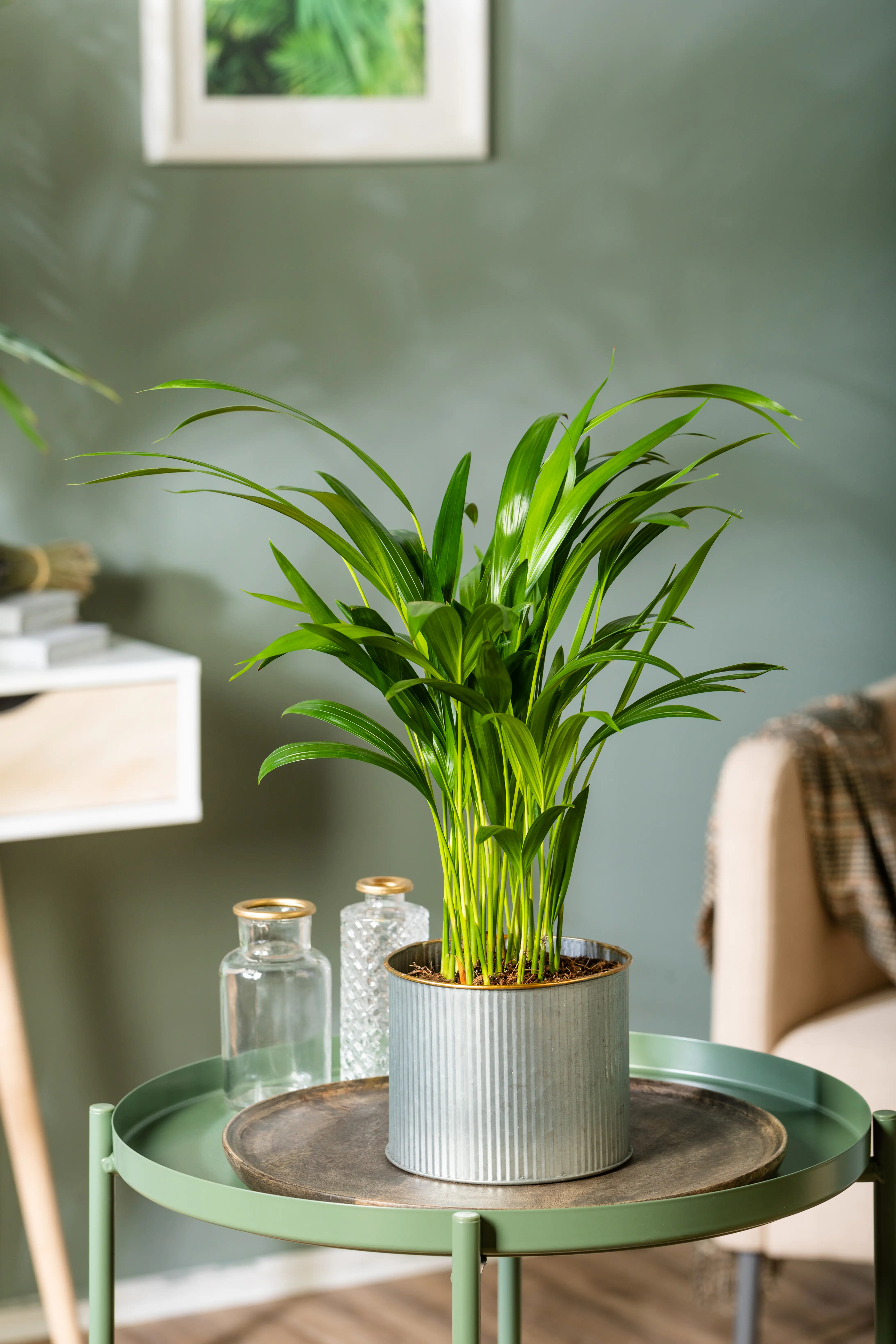 Dypsis Lutescens Goldfruchtpalme 60 cm 14 cm Topf