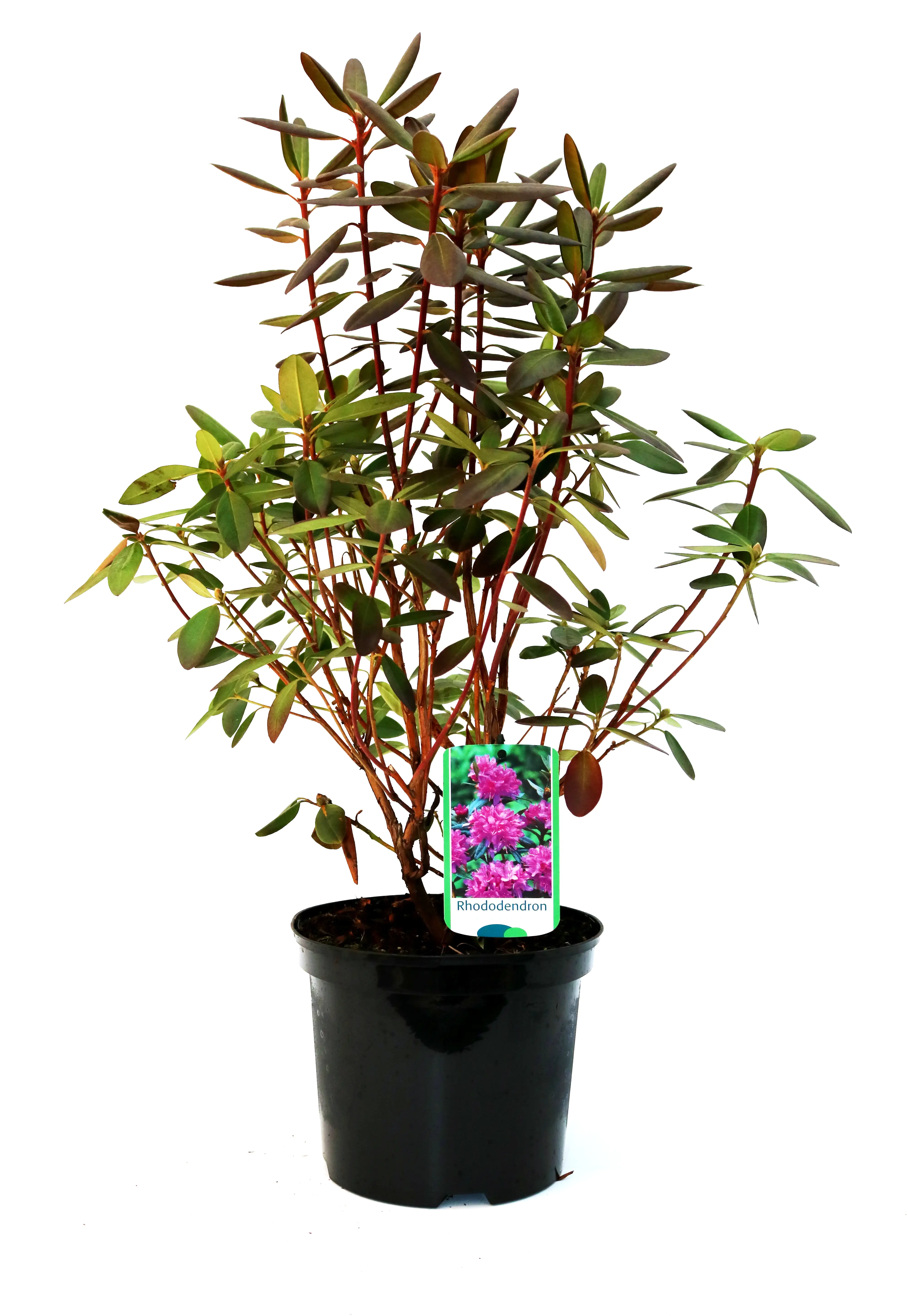 Rhododendron 'P.J.Mezitt' 4 l Container