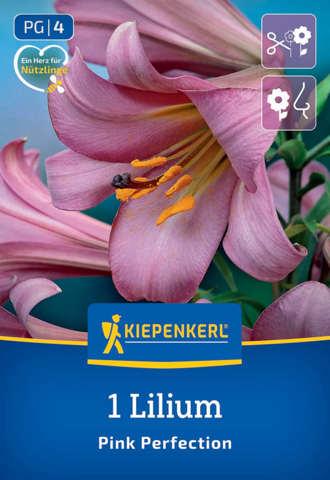 Kiepenkerl Frühjahrsblumenzwiebel Trompeten-Lilie Pink Perfektion 1 Stück