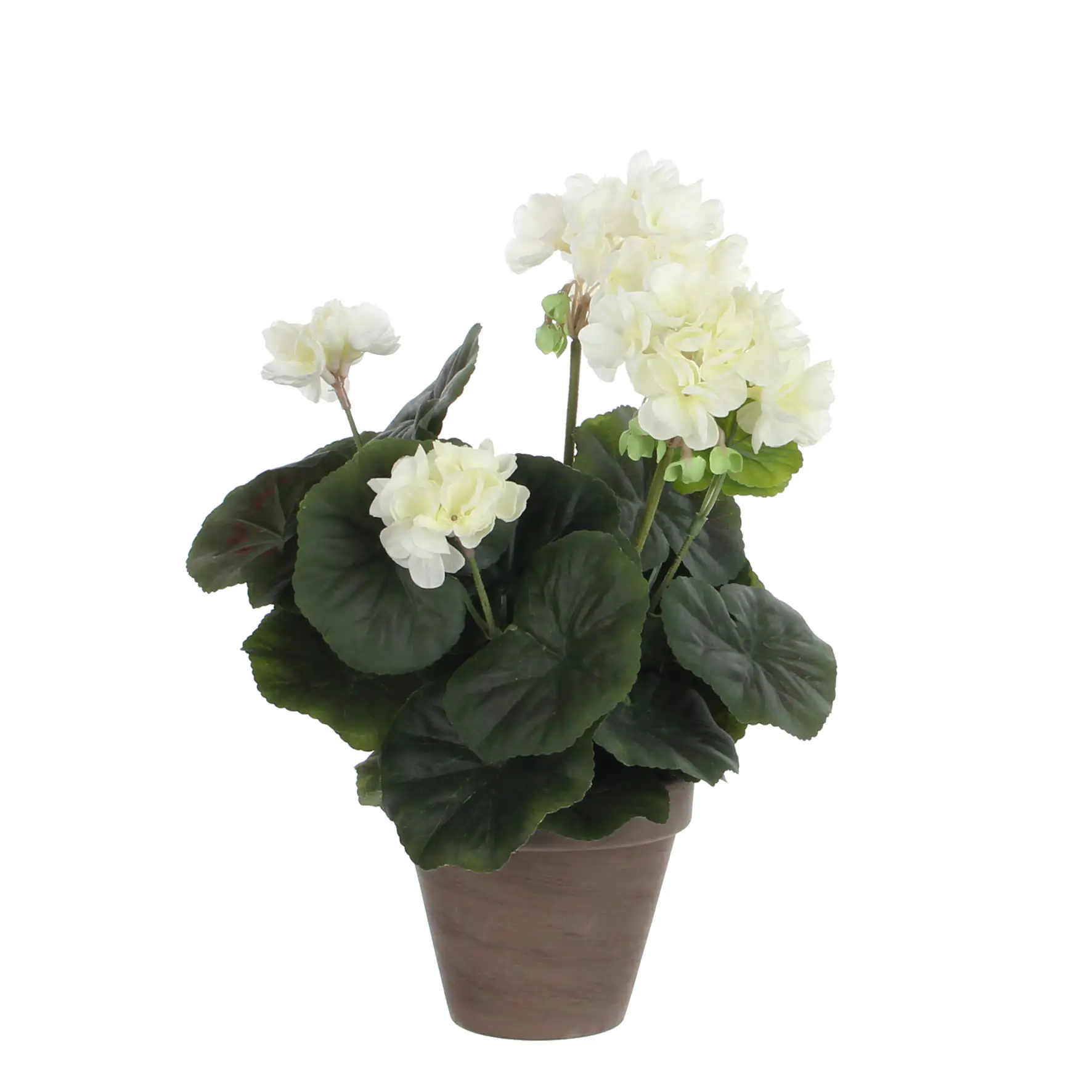 Mica Geranium im Topf creme, 34 x 20 cm