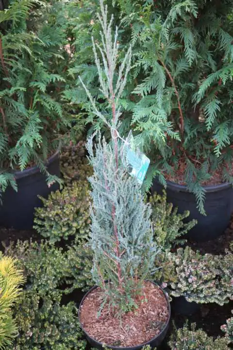 Säulenwacholder 30-40 cm 2 L Container