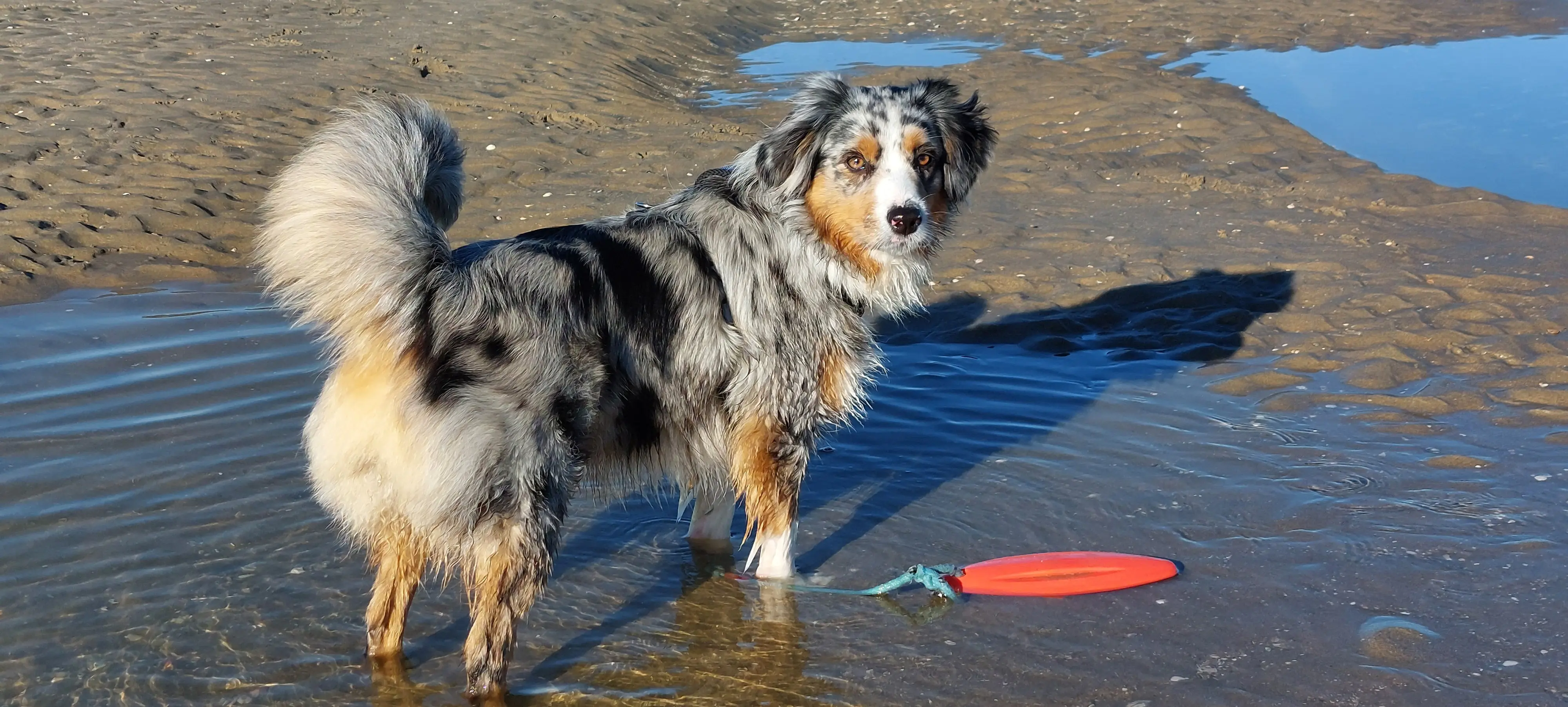 Nobby Hundespielzeug schwimmfähig TPR Lifeboard mit Seil 26 cm