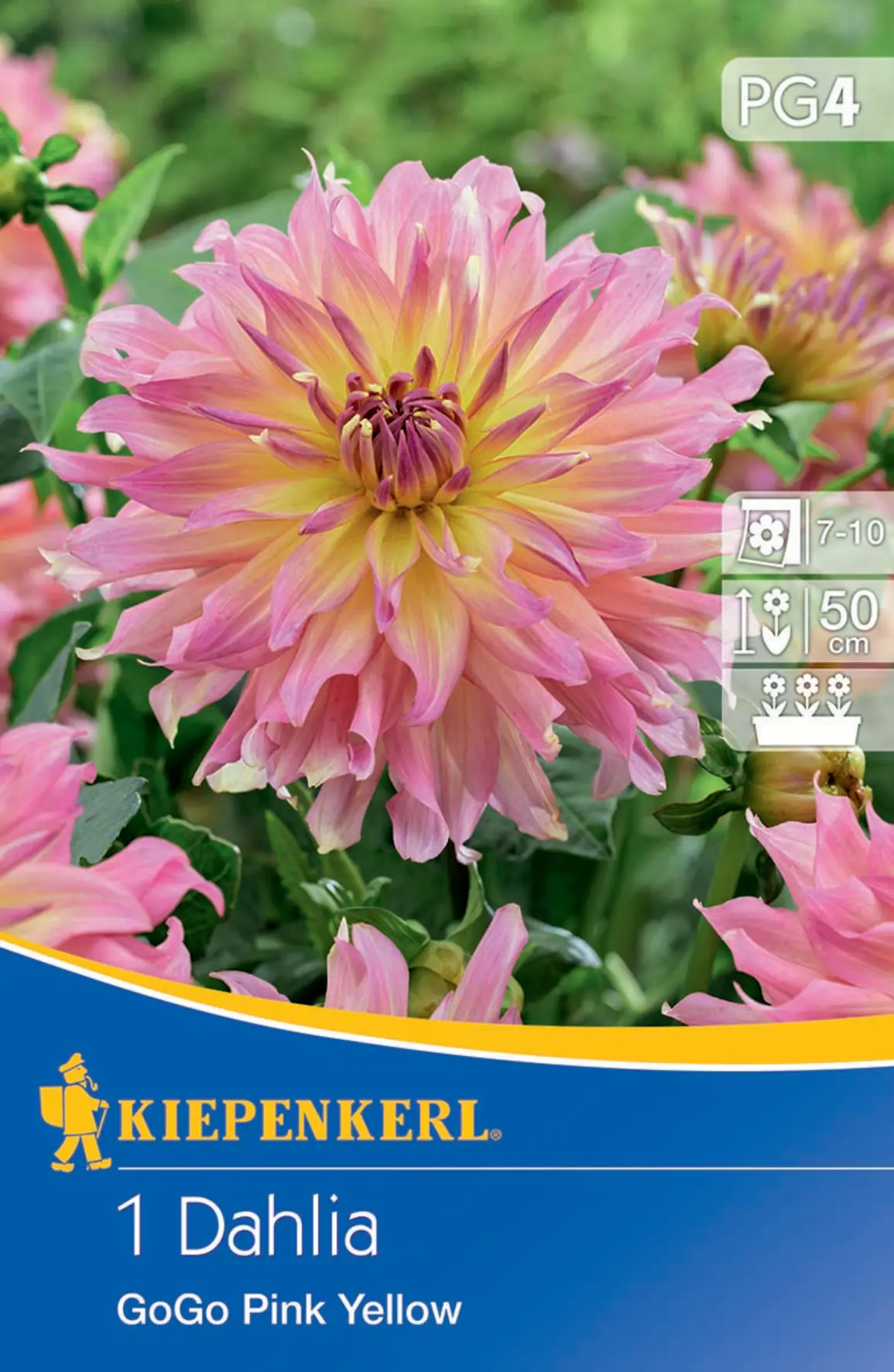 Kiepenkerl Beet- & Kübel-Dahlie Go Go Pink Yellow
