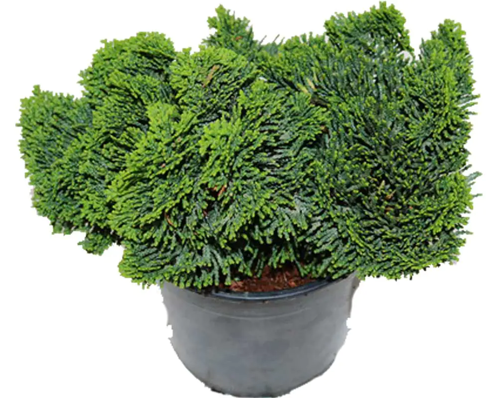 Muschelzypresse 2 L Container