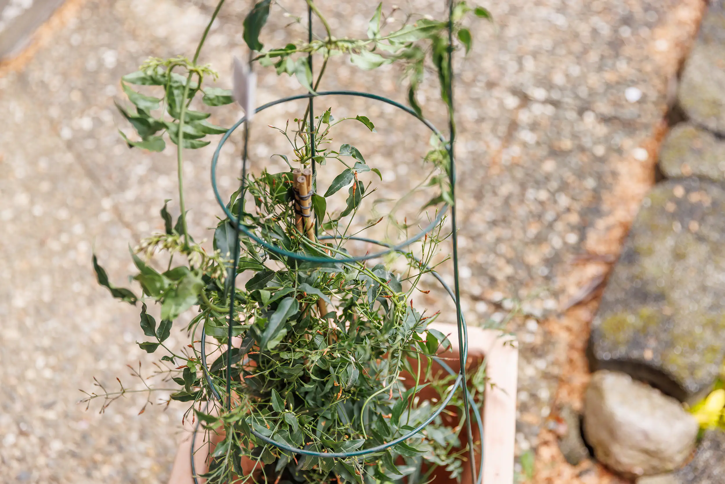 TrendLine Rankstütze Ø 35 x 75 cm TrendLine Rankstütze Ø 35 x 75 cm