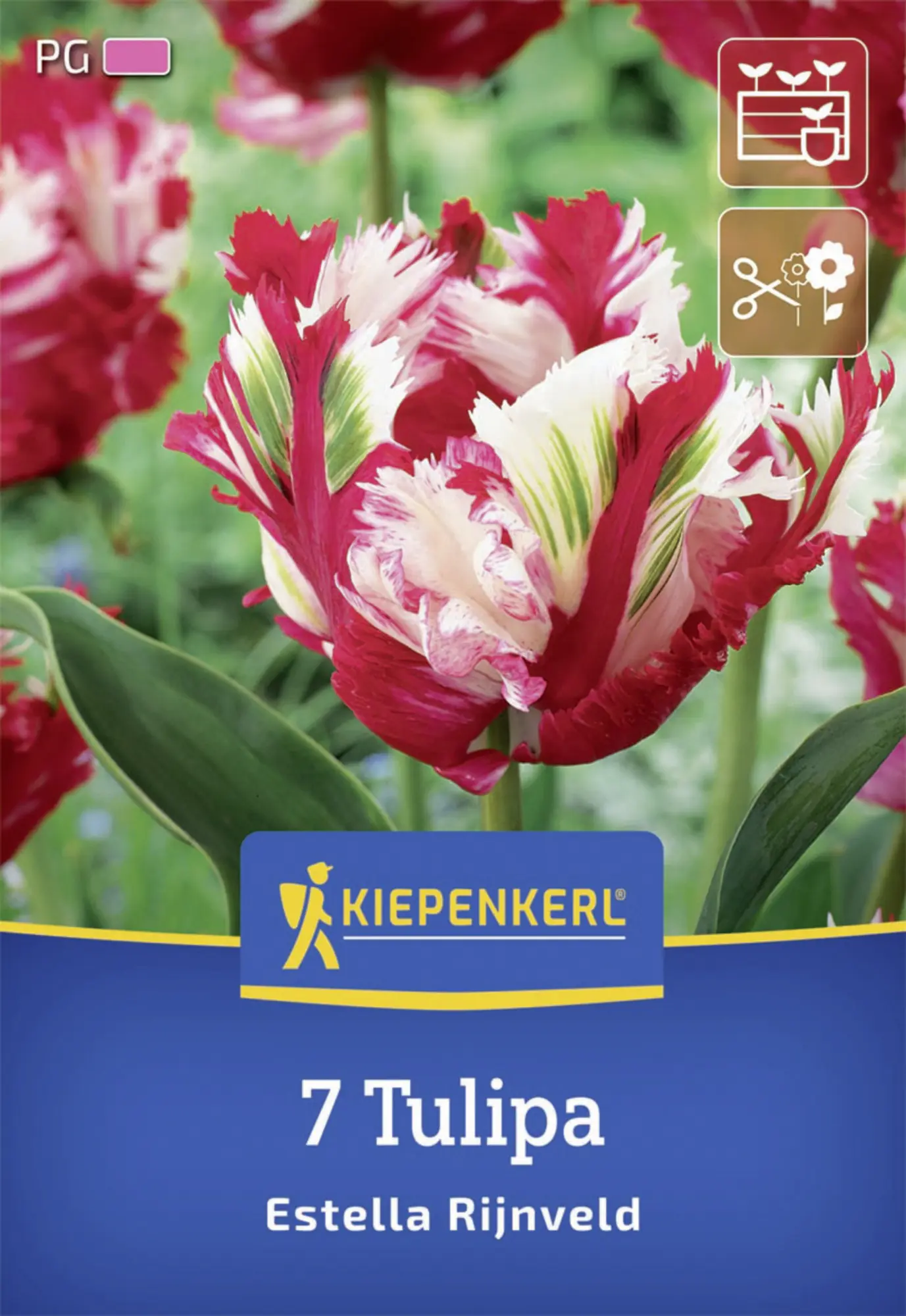 Kiepenkerl Herbstblumenzwiebel Papagei-Tulpe Estella Rijnveld 7 Stück