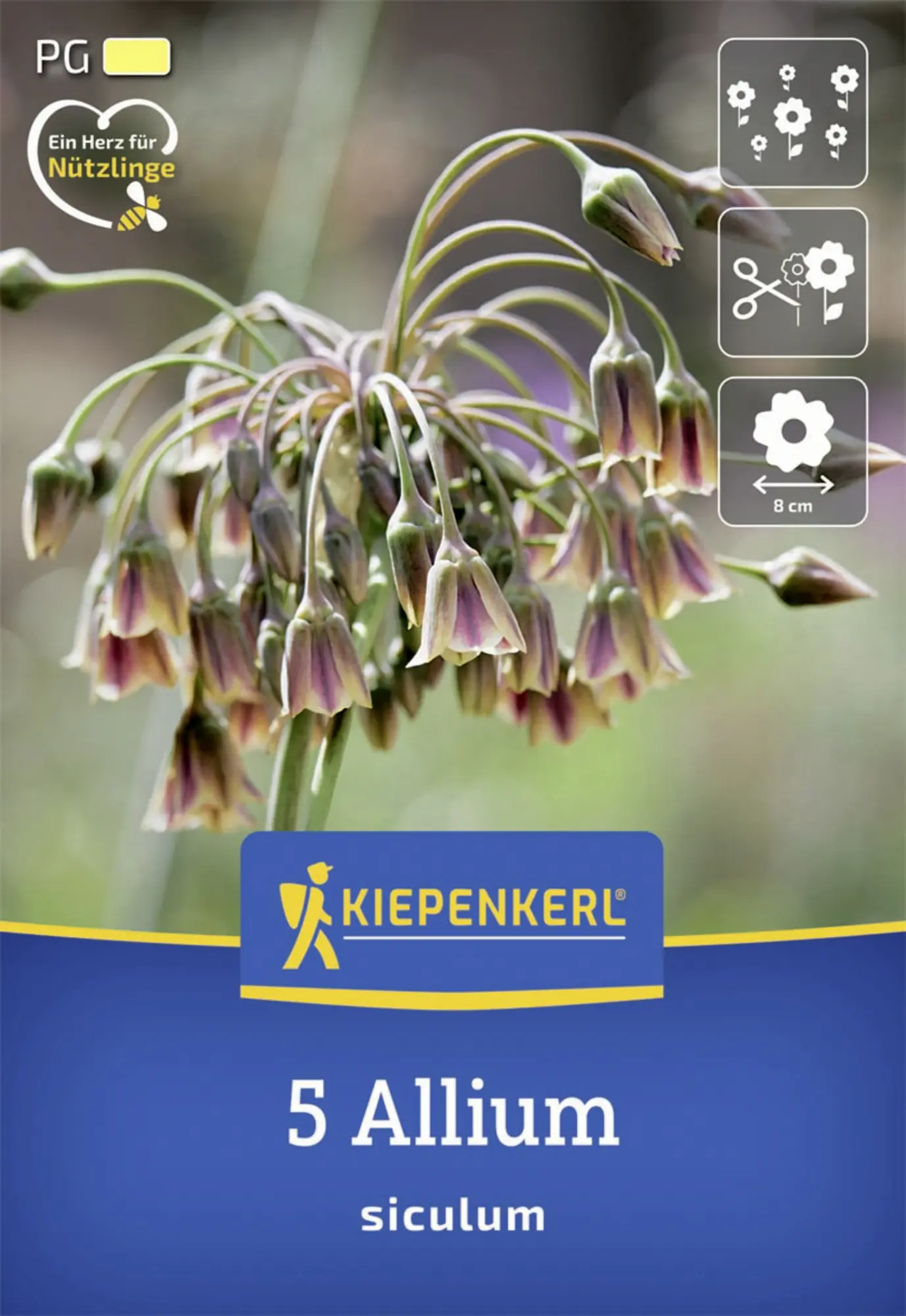 Kiepenkerl Herbstblumenzwiebel Sizilianischer Honiglauch 5 Stück