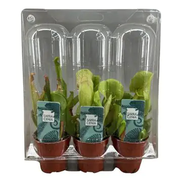 Fleischfressende Pflanzen Schlauchpflanze Mix H 18 cm 6 cm Topf Fleischfressende Pflanzen Schlauchpflanze Mix H 18 cm 6 cm Topf