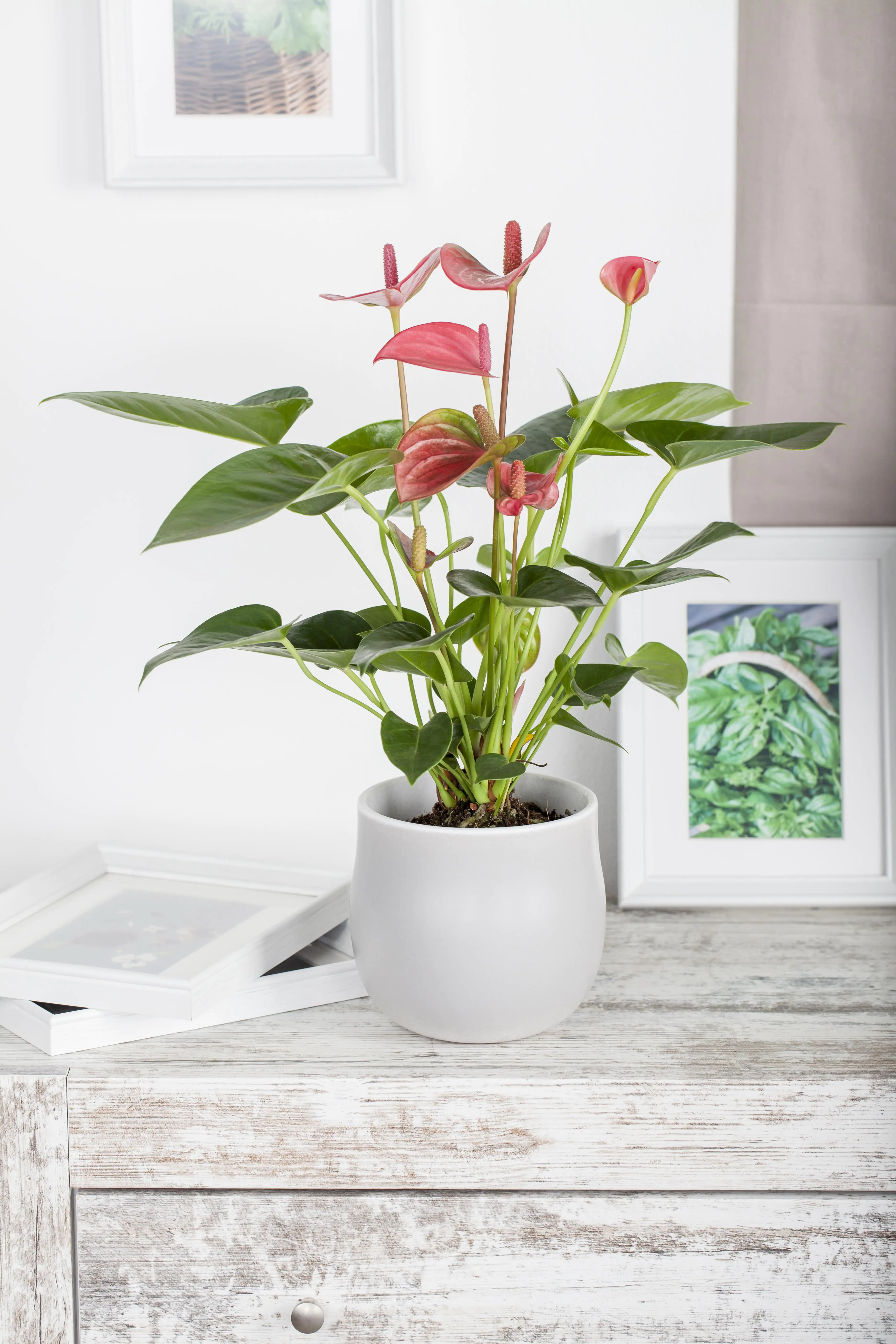 Anthurium Flamingoblume rosa 40-60 cm 14 cm Topf