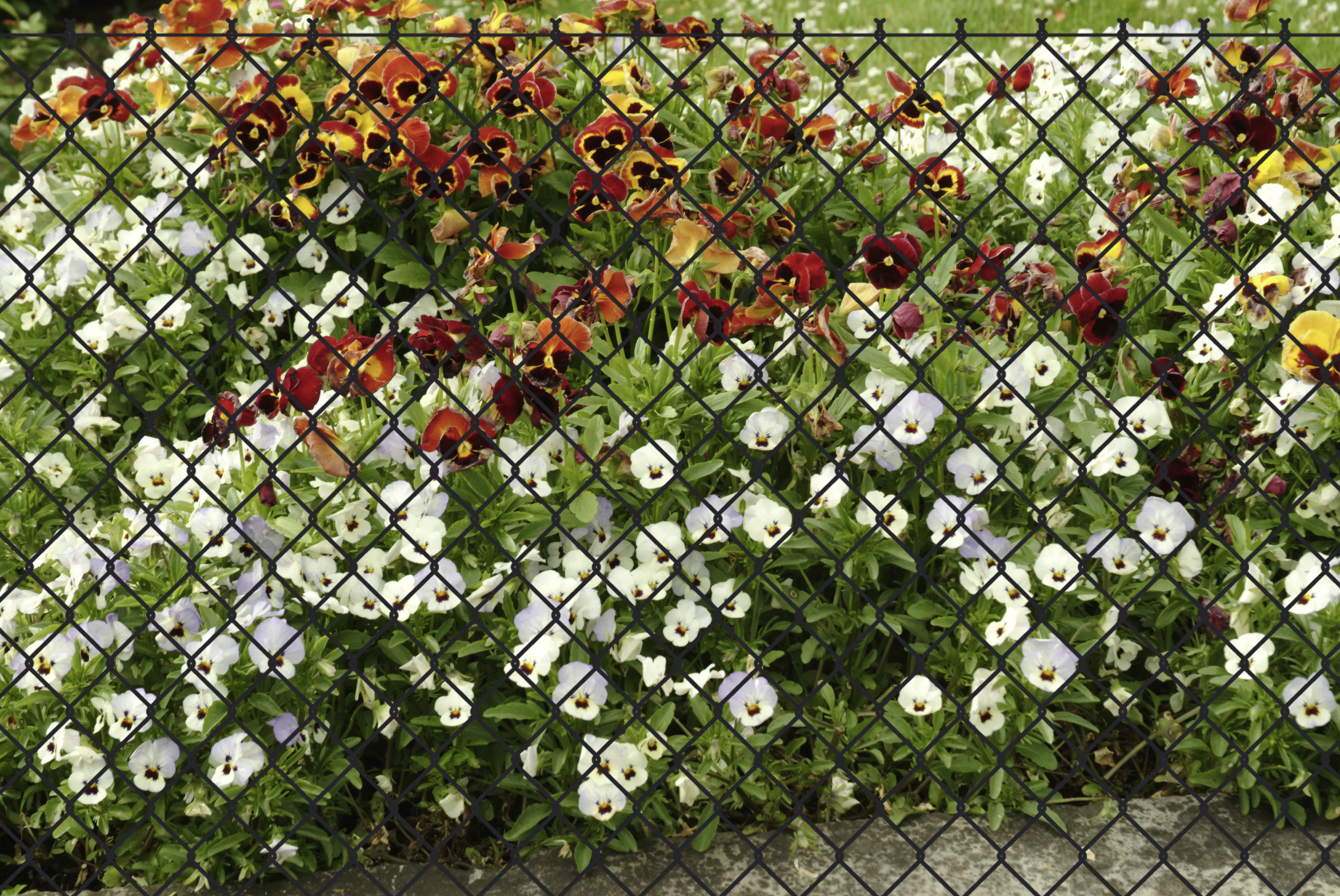 Floraworld Geflechtzaun 4-eckig 15 x 1,75 m MW: 60 mm anthrazit