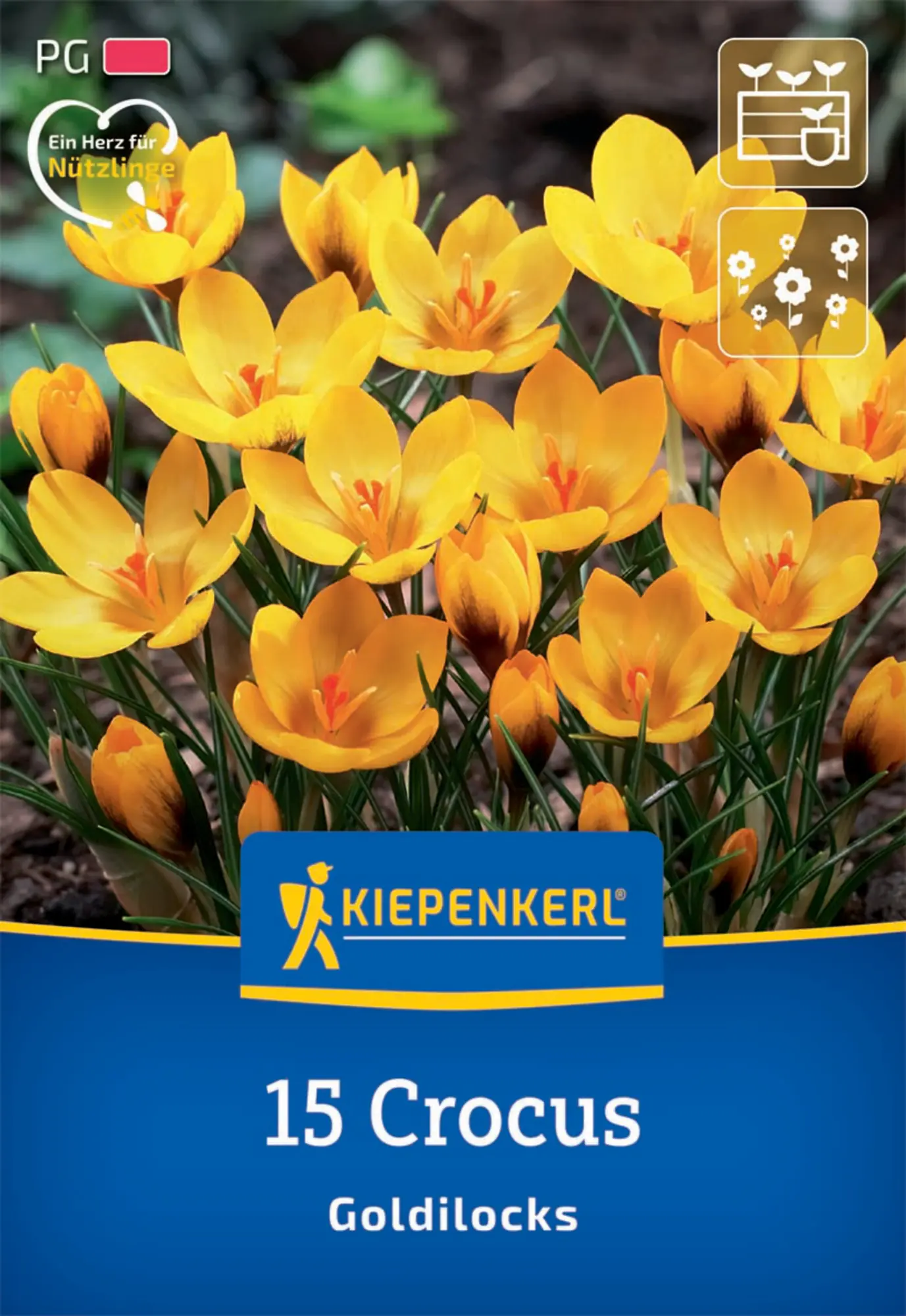Kiepenkerl Herbstblumenzwiebel Krokus Goldilocks 15 Pflanzen