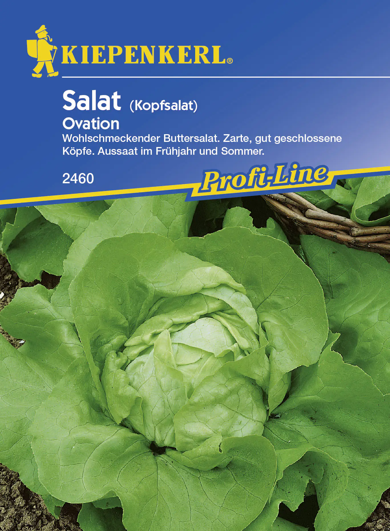 Kiepenkerl Kopfsalat Ovation Lactuca sativa var. capitata, Inhalt: ca. 90 Pflanzen Kiepenkerl Kopfsalat Ovation Lactuca sativa var. capitata, Inhalt: ca. 90 Pflanzen