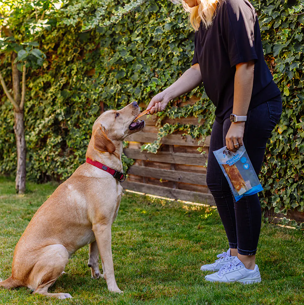 Nobby StarSnack Classic Hundeleckerli Barbecue Chicken Flat Stick 70 g