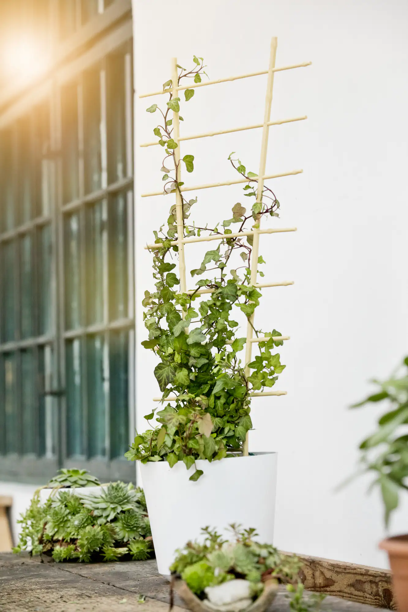 Rankgitter 150 x 50 cm