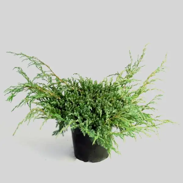 Kriechwacholder Blue Carpet 20-30 cm 2 L Container