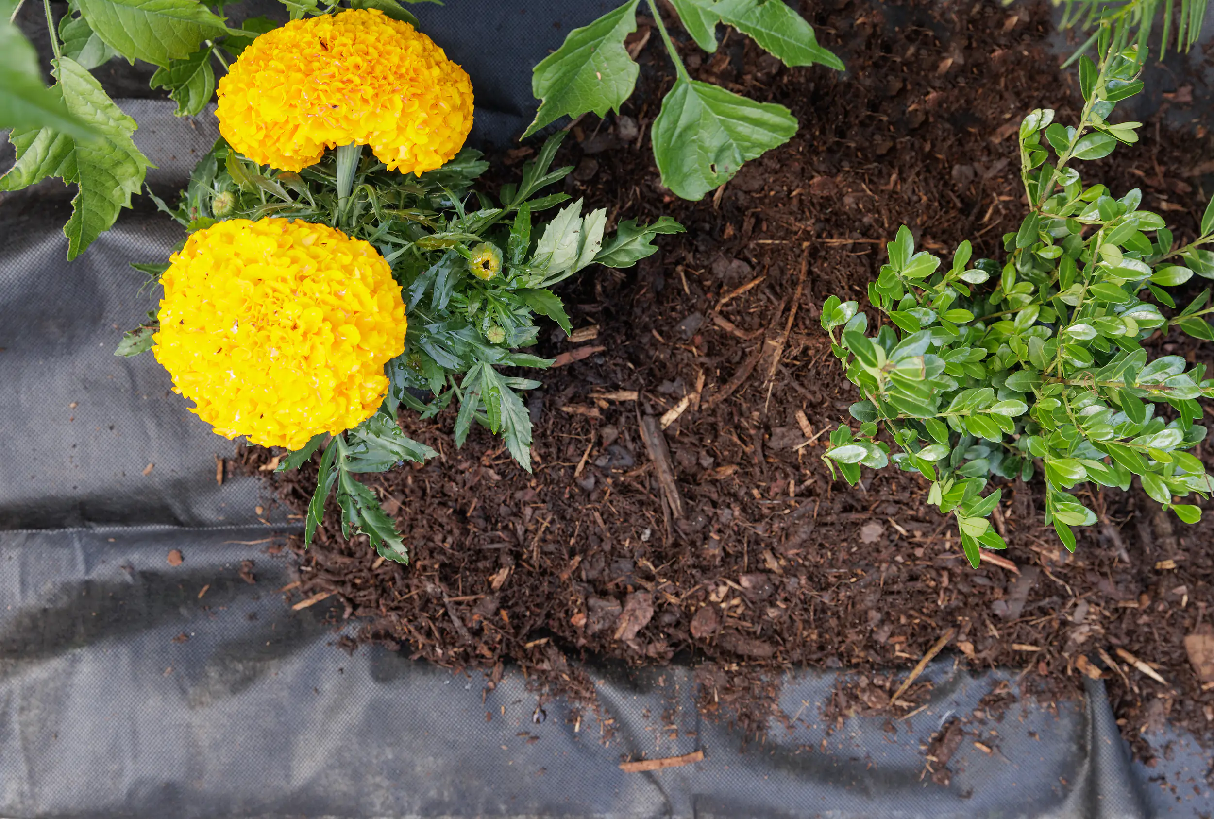 Trendline Unkrautvlies 0,8 x 10 m Trendline Unkrautvlies 0,8 x 10 m