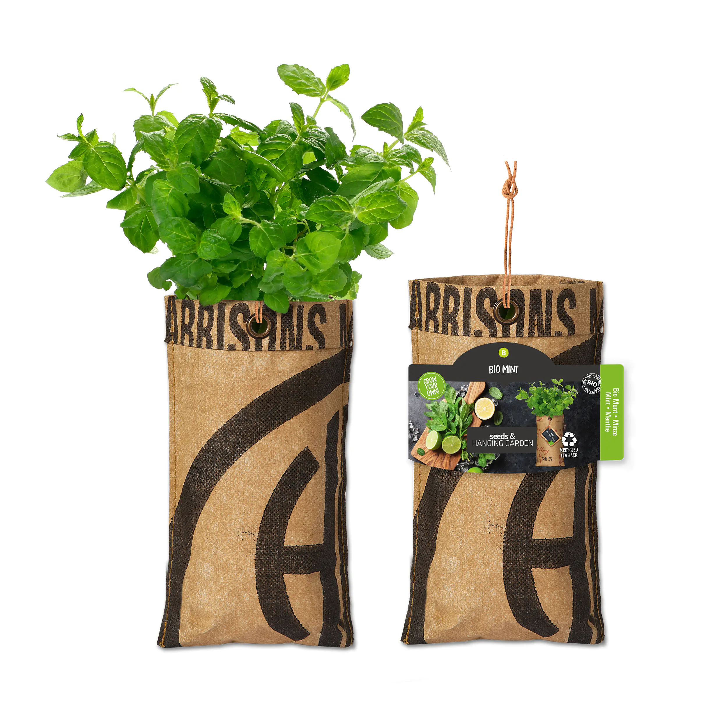 Baza Seeds hängender Garten Bio Minze 