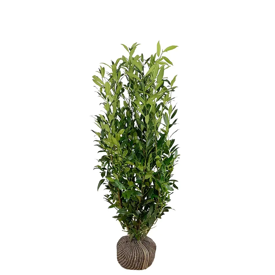 Kirschlorbeer Herbergii Prunus laur. Herbergii H 100 - 125 cm, 20 Stück Kirschlorbeer Herbergii Prunus laur. Herbergii H 100 - 125 cm, 20 Stück