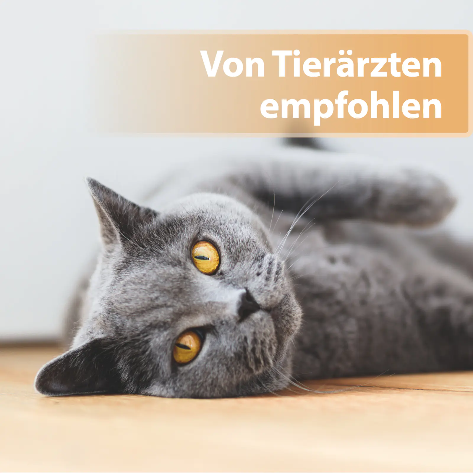 Felisept Wundgel für Katzen 20 ml Felisept Wundgel für Katzen 20 ml