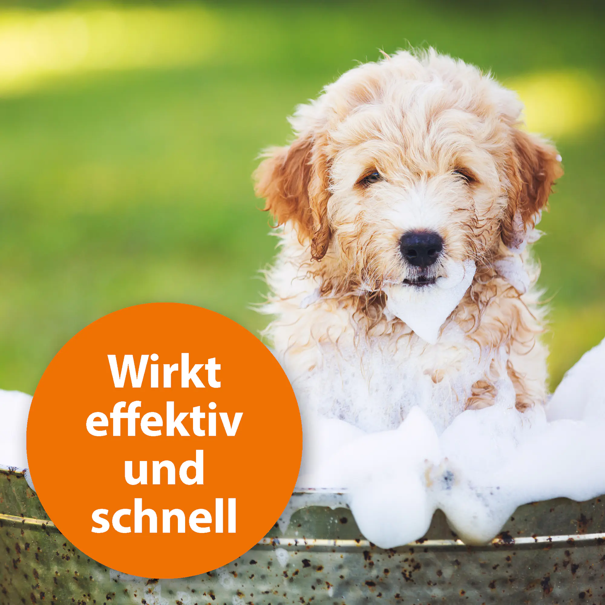ARDAP Anti Zecken-Shampoo für Hunde 250 ml ARDAP Anti Zecken-Shampoo für Hunde 250 ml