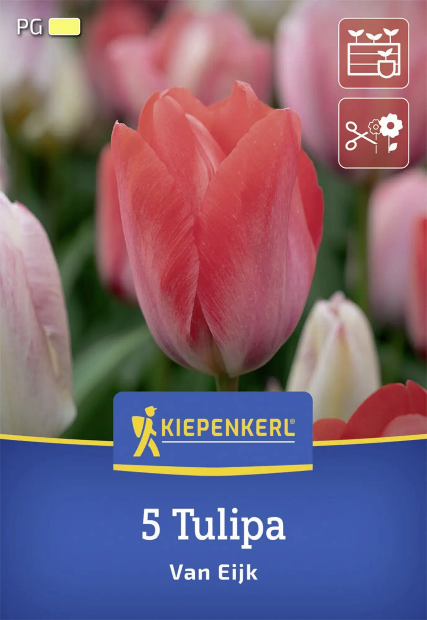 Kiepenkerl Herbstblumenzwiebel Darwin-Hybrid-Tulpe Van Eijk 5 Stück