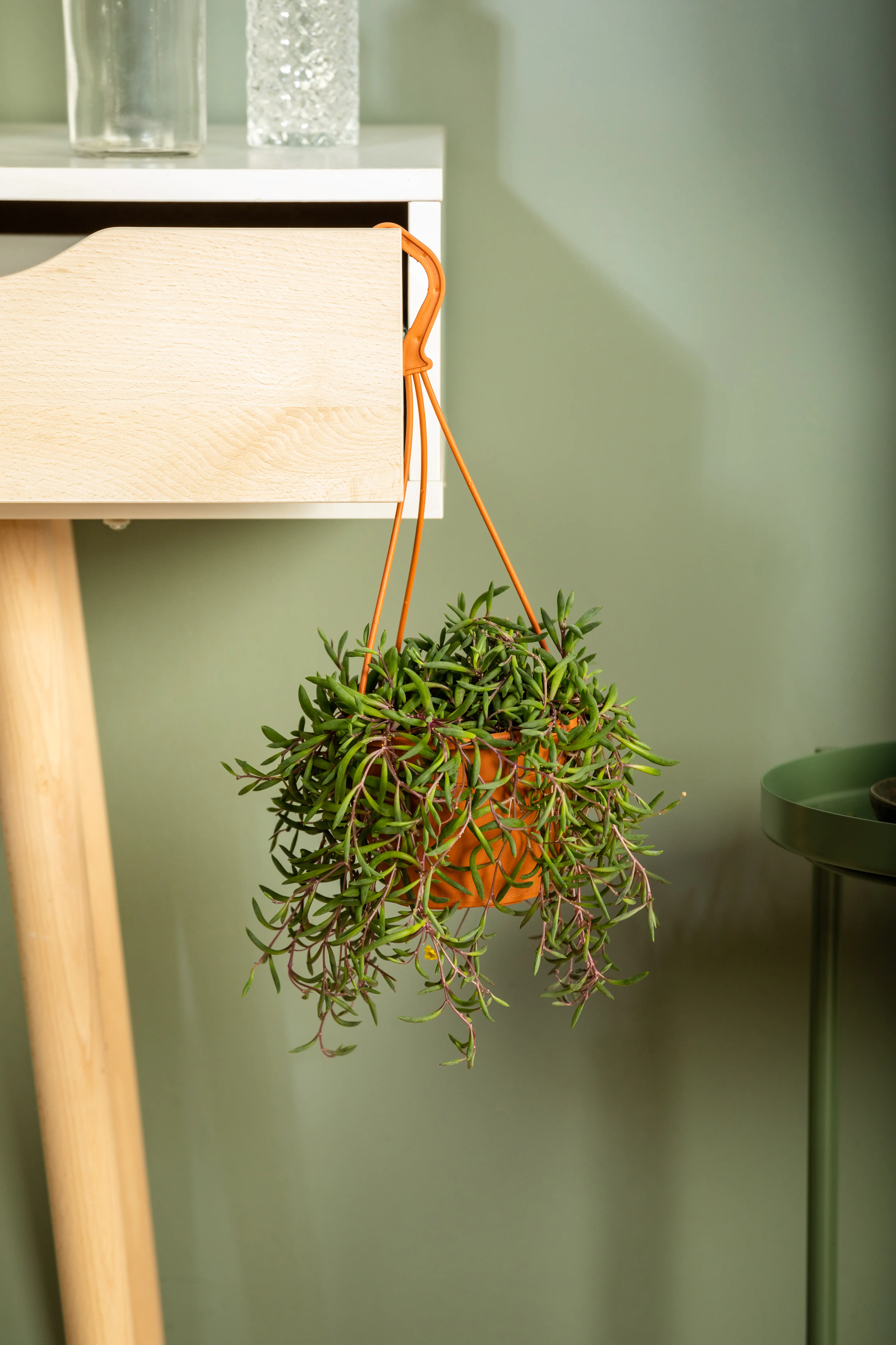 Erbsenpflanze Purple Flush H ca. 20 cm 12 cm Topf