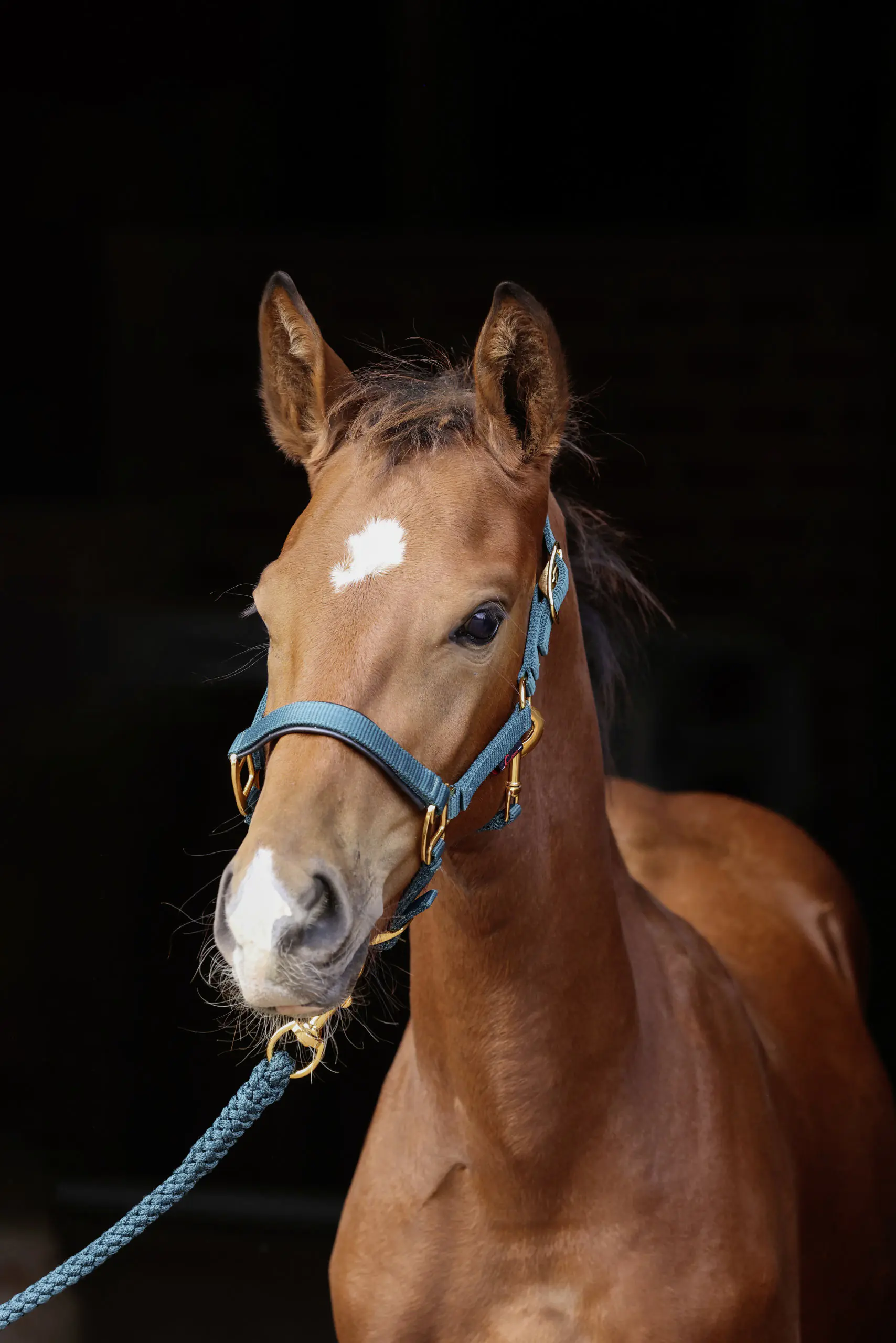 Kerbl Covalliero Fohlenhalfter TopLine forest