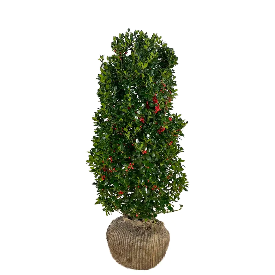 Stechpalme Ilex merservae Heckenfee H 120 - 140 cm, 20 Stück Stechpalme Ilex merservae Heckenfee H 120 - 140 cm, 20 Stück