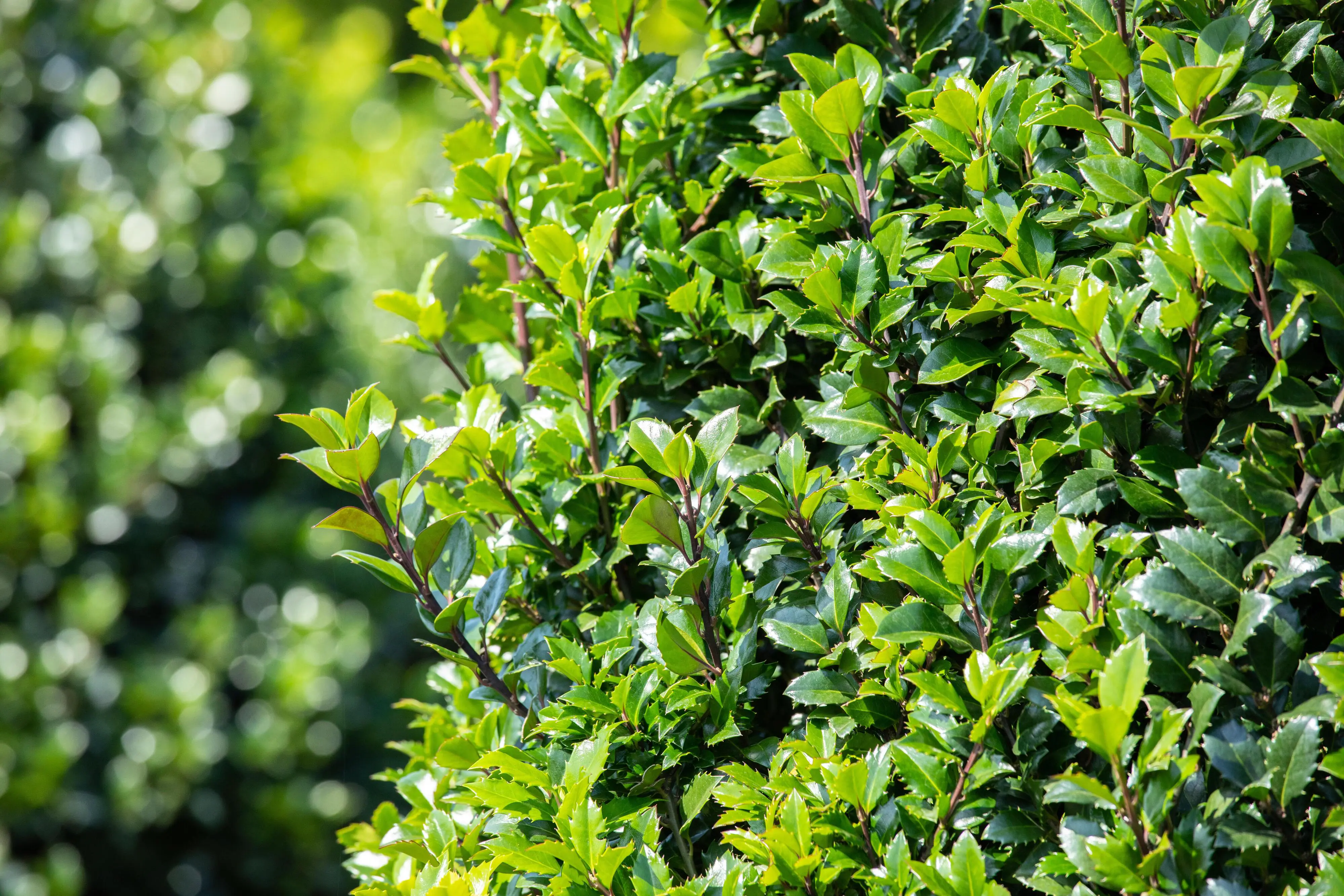 Stechpalme Ilex merservae Heckenstar H 100 - 120 cm, 20 Stück Stechpalme Ilex merservae Heckenstar H 100 - 120 cm, 20 Stück