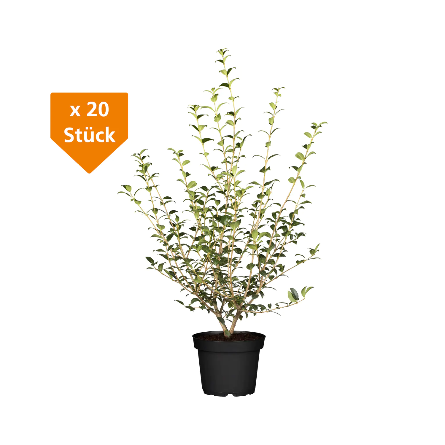 Frühlingsduftblüte Osmanthus Burkwoodii H 100 - 120 cm, 20 Stück