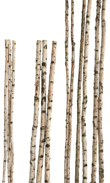 Birkenstamm 90 cm ø 4-6 cm
