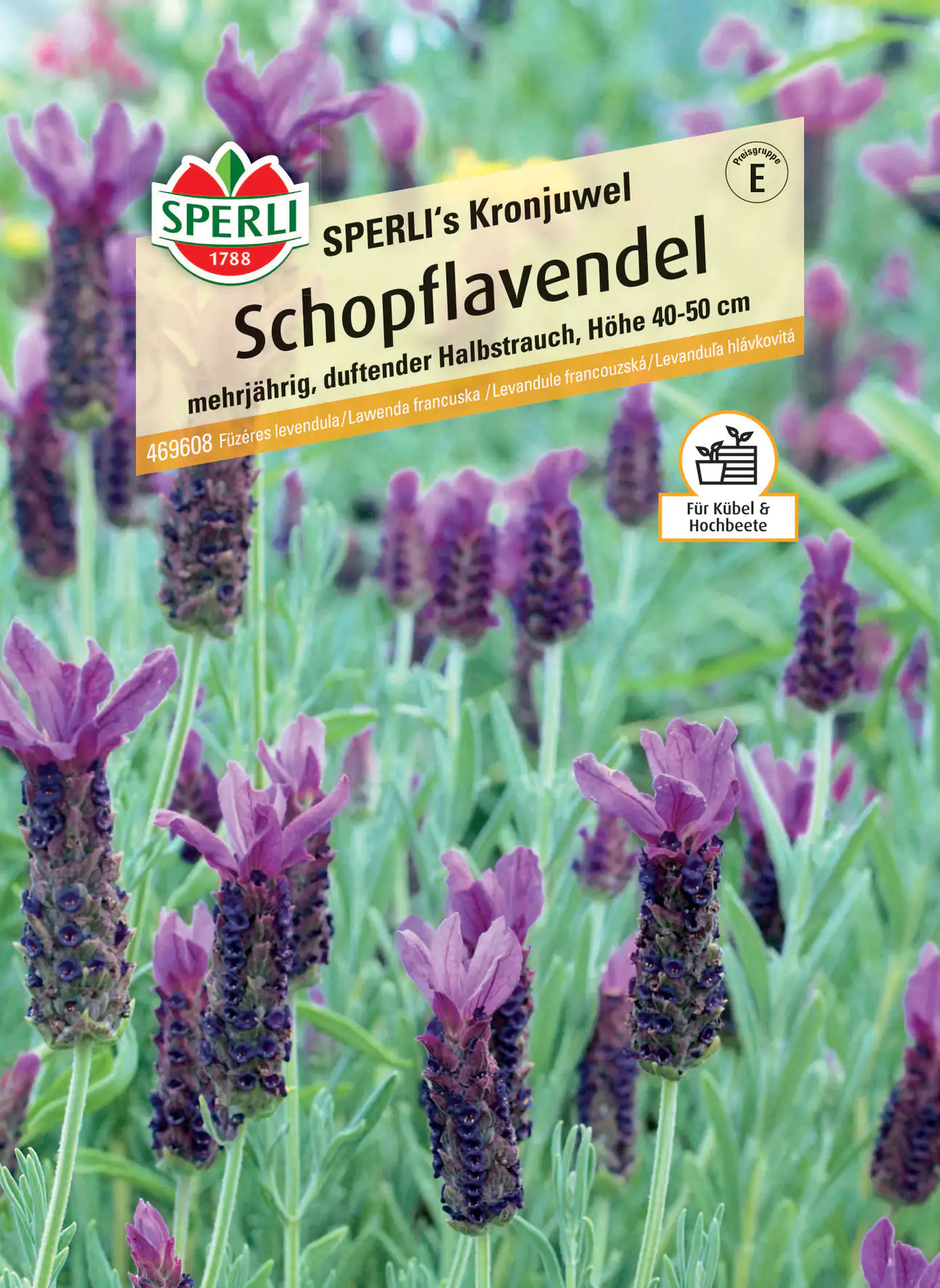 Sperli Schopflavendel SPERLI's Kronjuwel