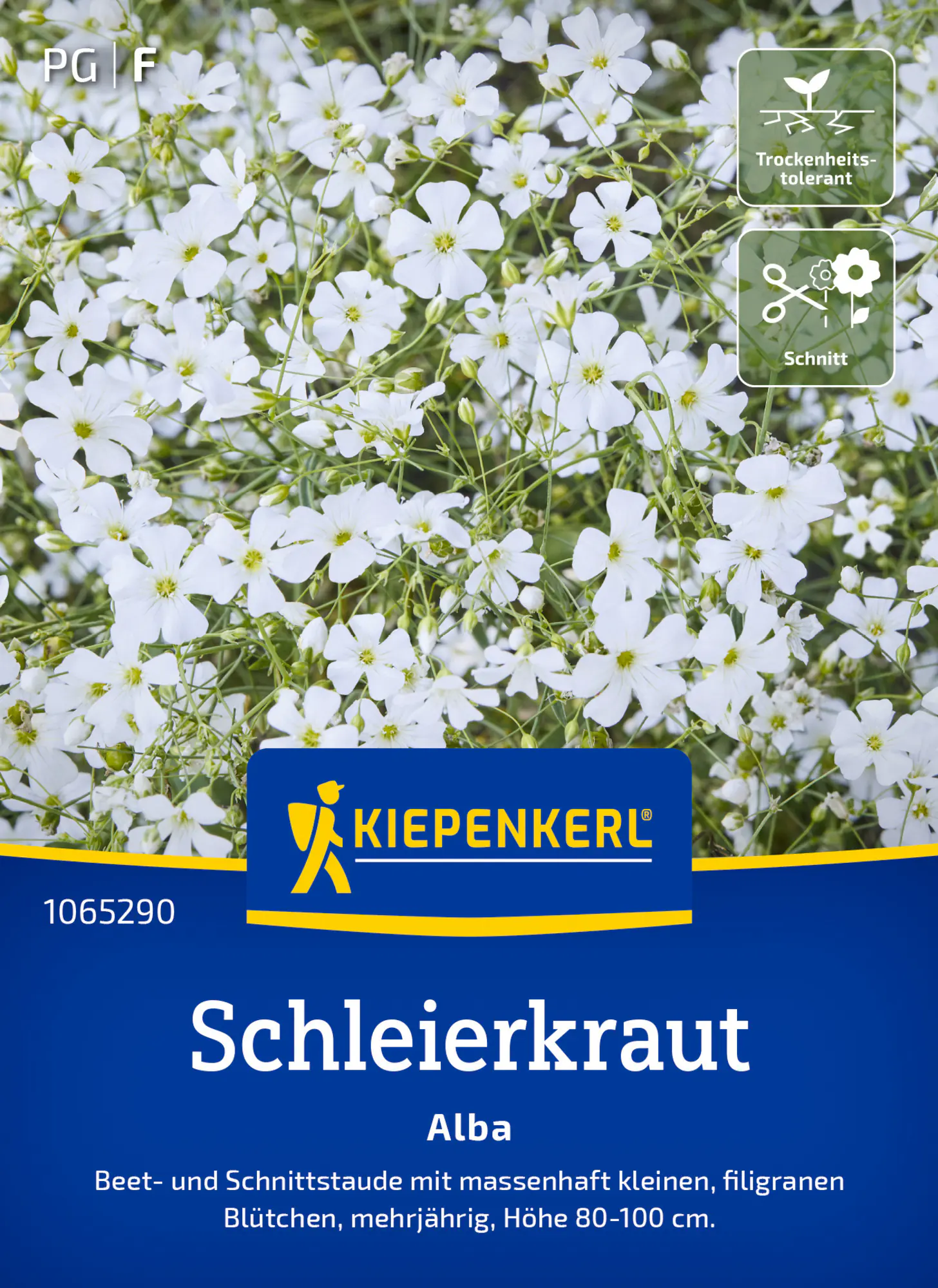 Kiepenkerl Blumensamen Schleierkraut Alba für ca. 70 Pflanzen