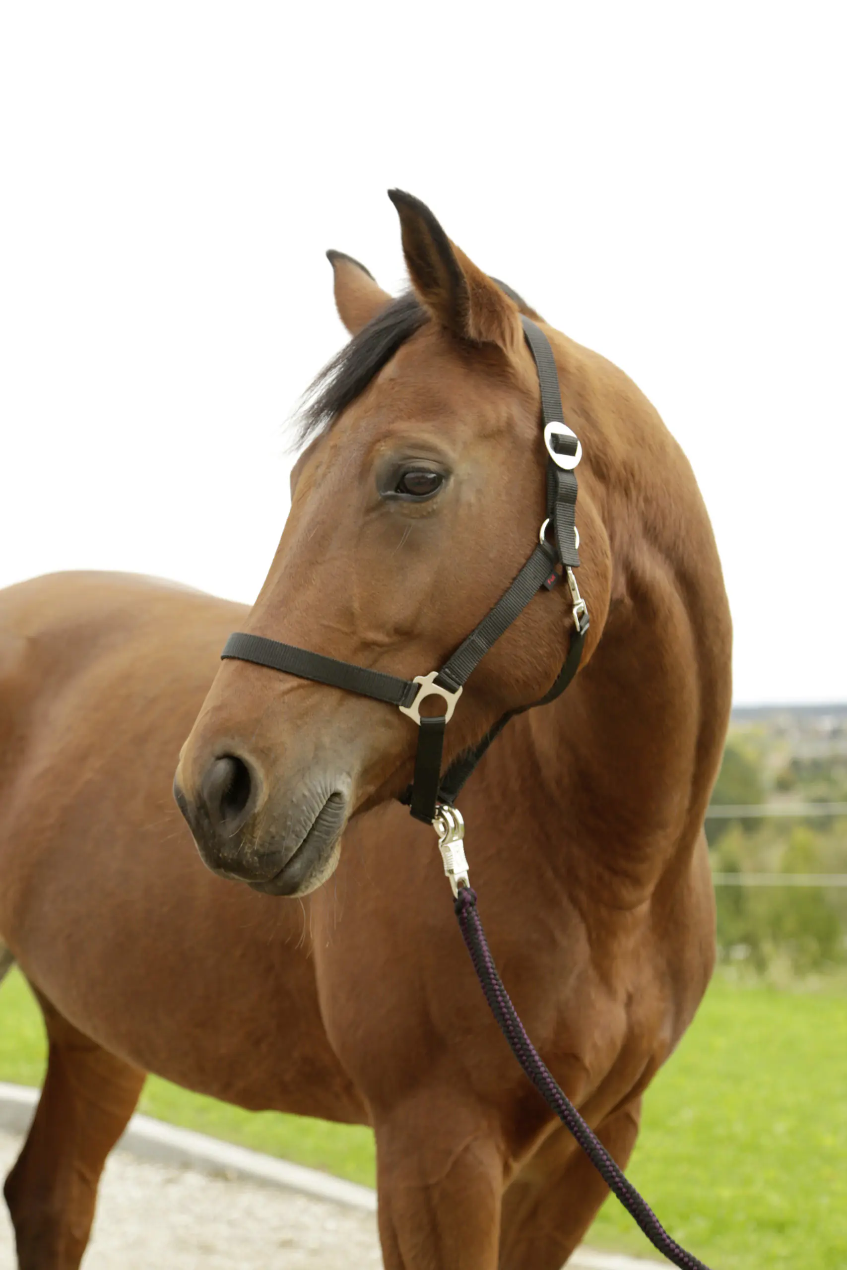 Kerbl Nylonhalfter Hippo, Pony schwarz