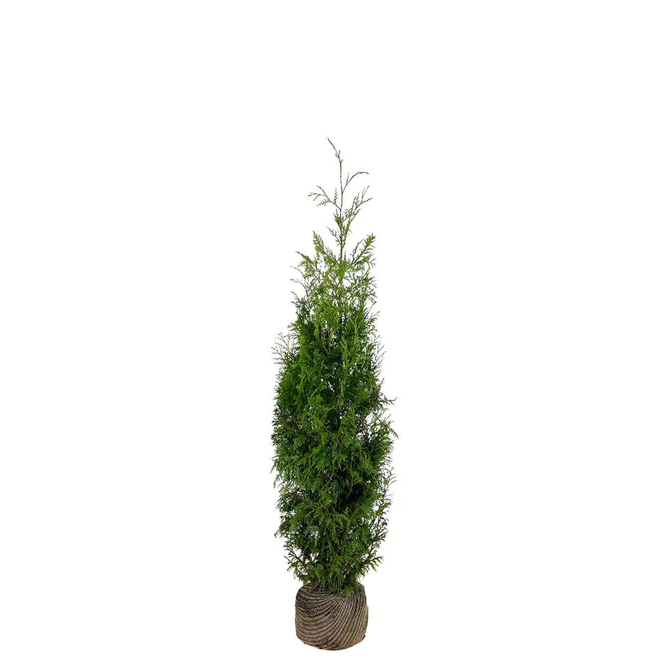 Lebensbaum Thuja plicata Martin H 80 - 100 cm, 25 Stück