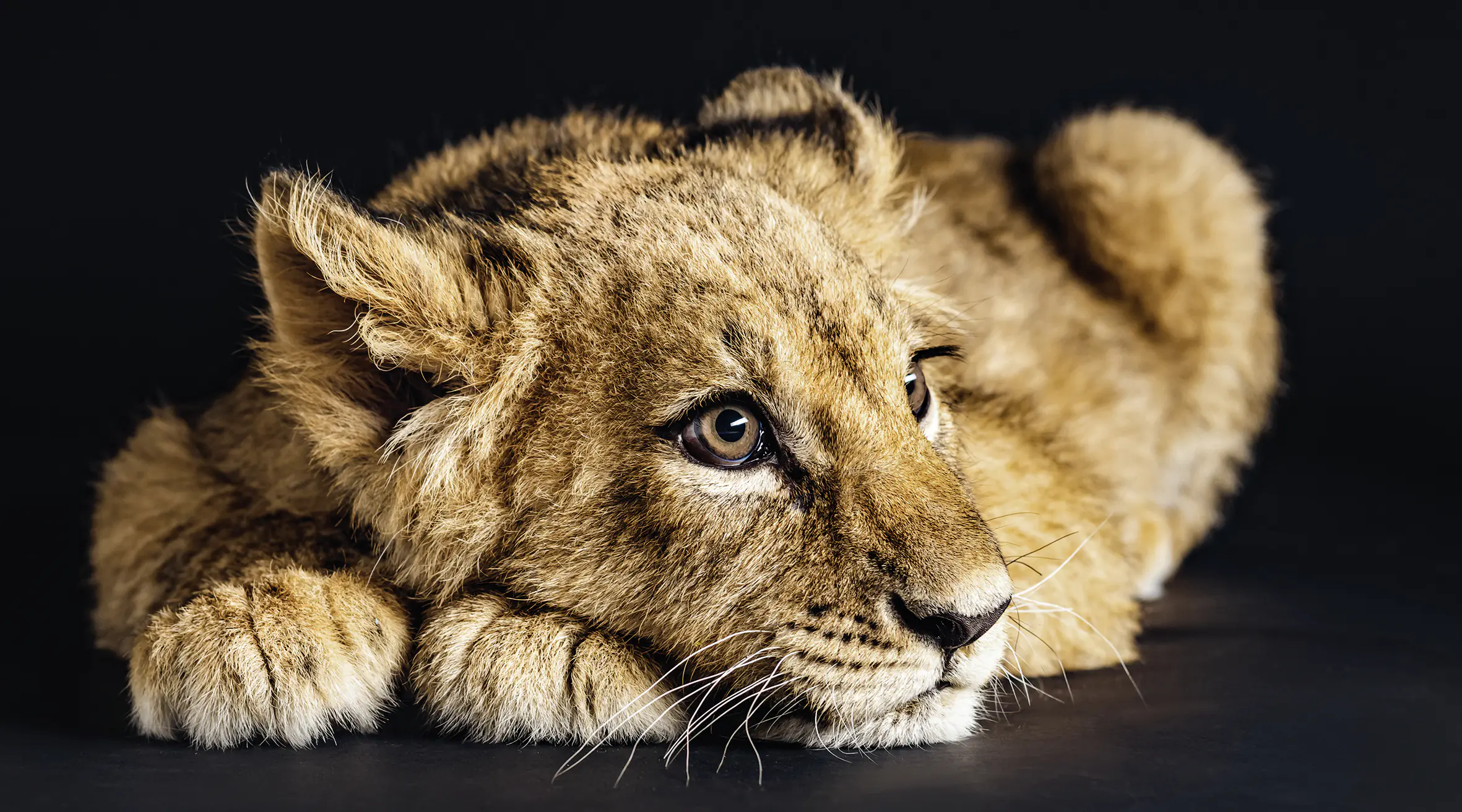 Keilrahmenbild Lovely Lion 180 x 100 cm