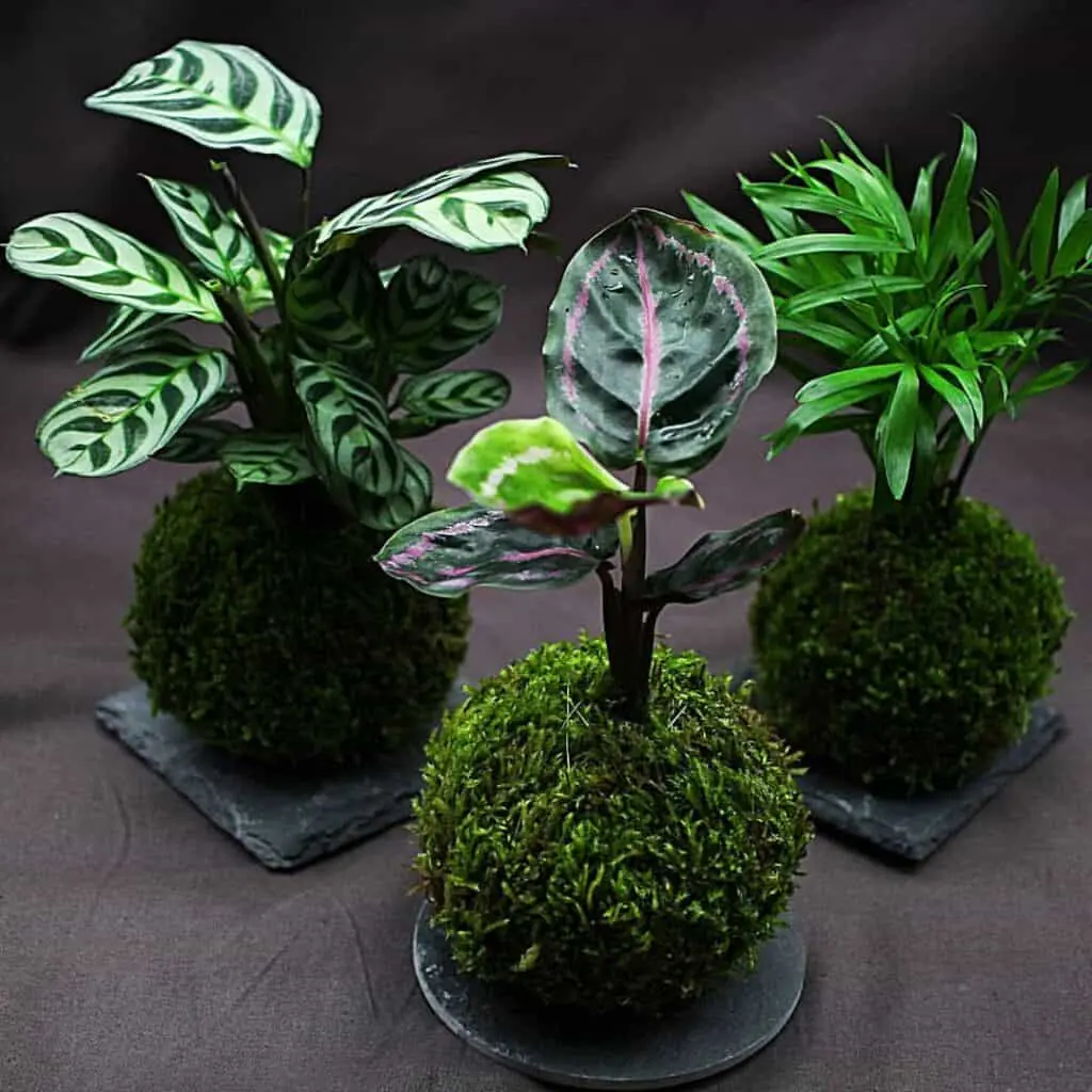 Lebendes Plattmoos für Dekorationen, Kränze und Terrarien Lebendes Plattmoos für Dekorationen, Kränze und Terrarien