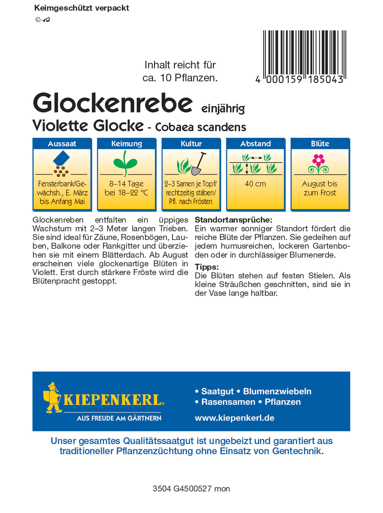 Kiepenkerl Glockenrebe Violett