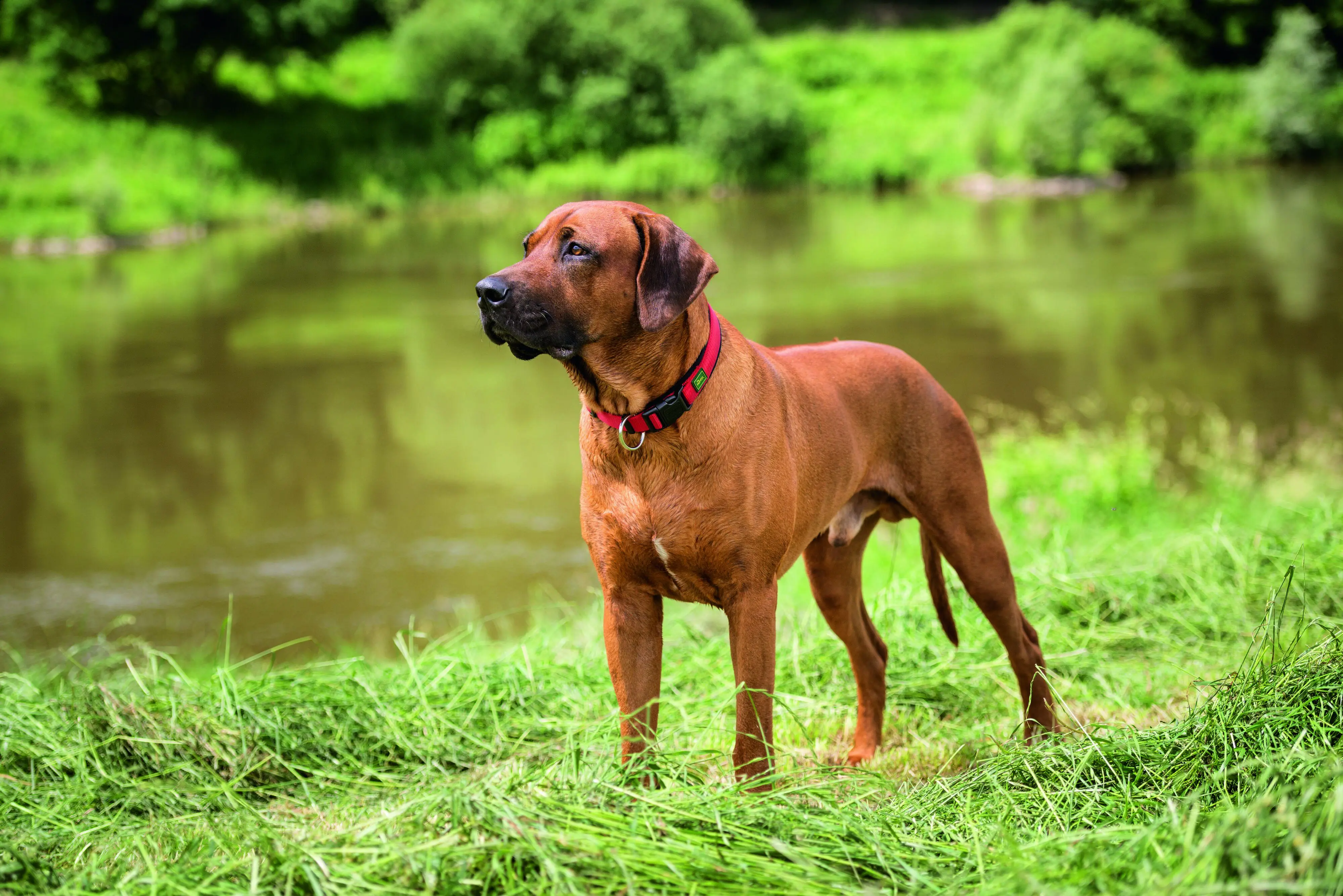 Hunter Hundehalsband Vario Plus S rot/schwarz