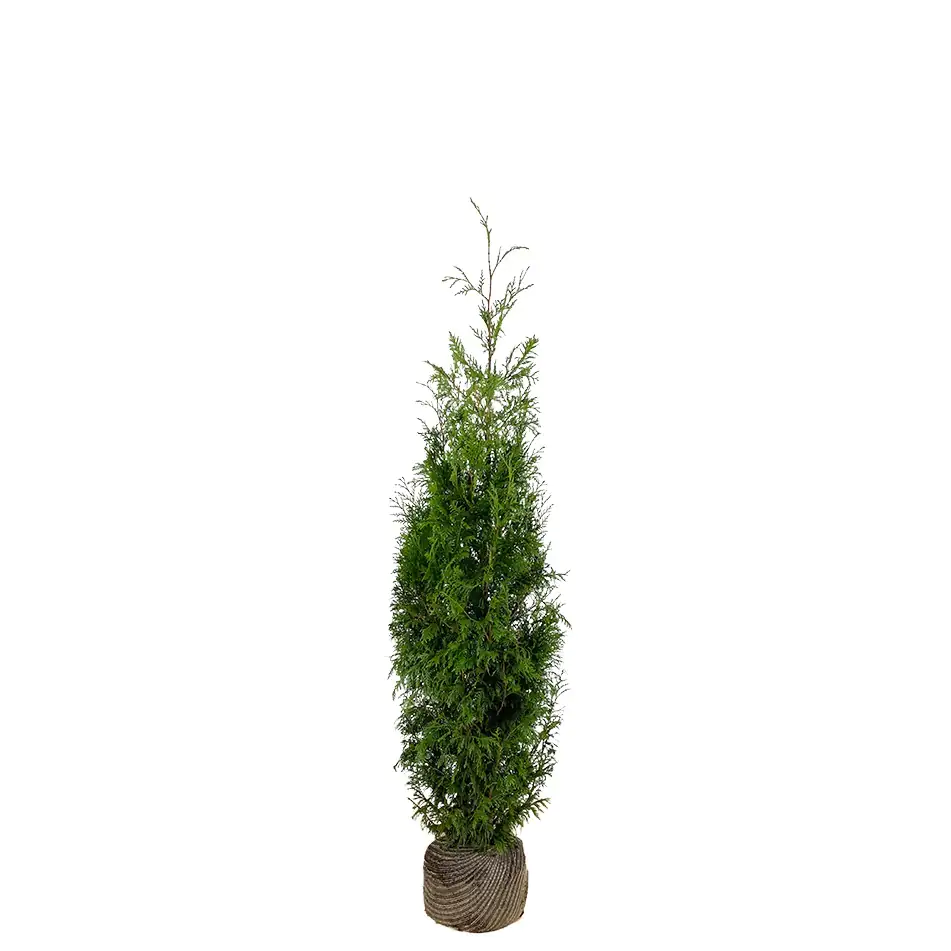 Lebensbaum Thuja plicata Martin H 100 - 120 cm, 20 Stück
