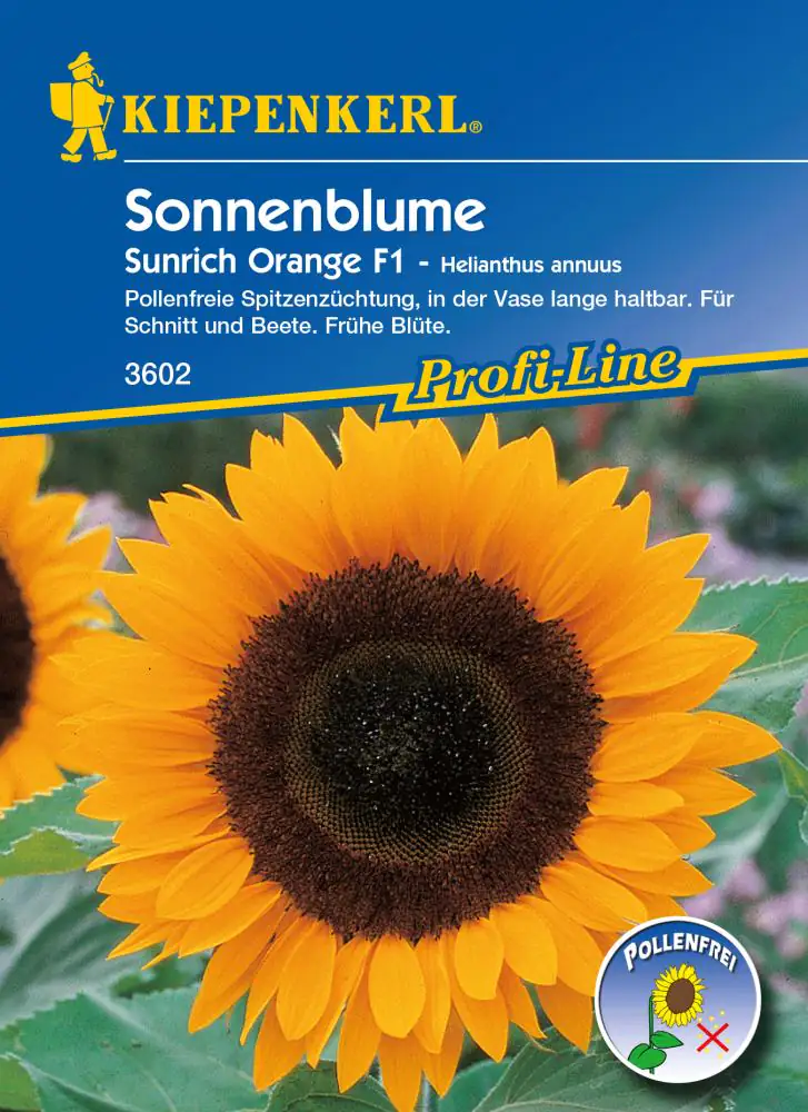 Kiepenkerl Sonnenblume Sunrich Orange Helianthus annuus, Inhalt: ca. 25 Pflanzen