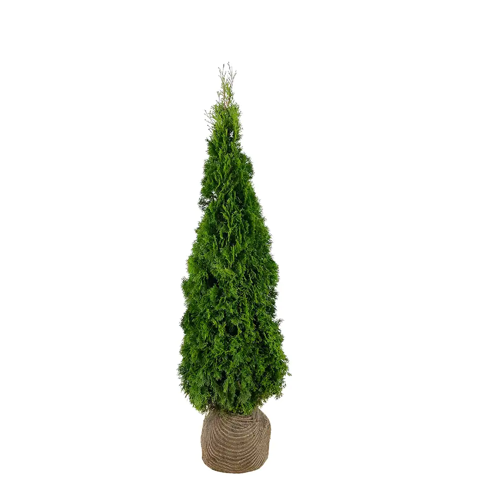 Lebensbaum Thuja occ. Smaragd H 60 - 80 cm, 25 Stück Lebensbaum Thuja occ. Smaragd H 60 - 80 cm, 25 Stück