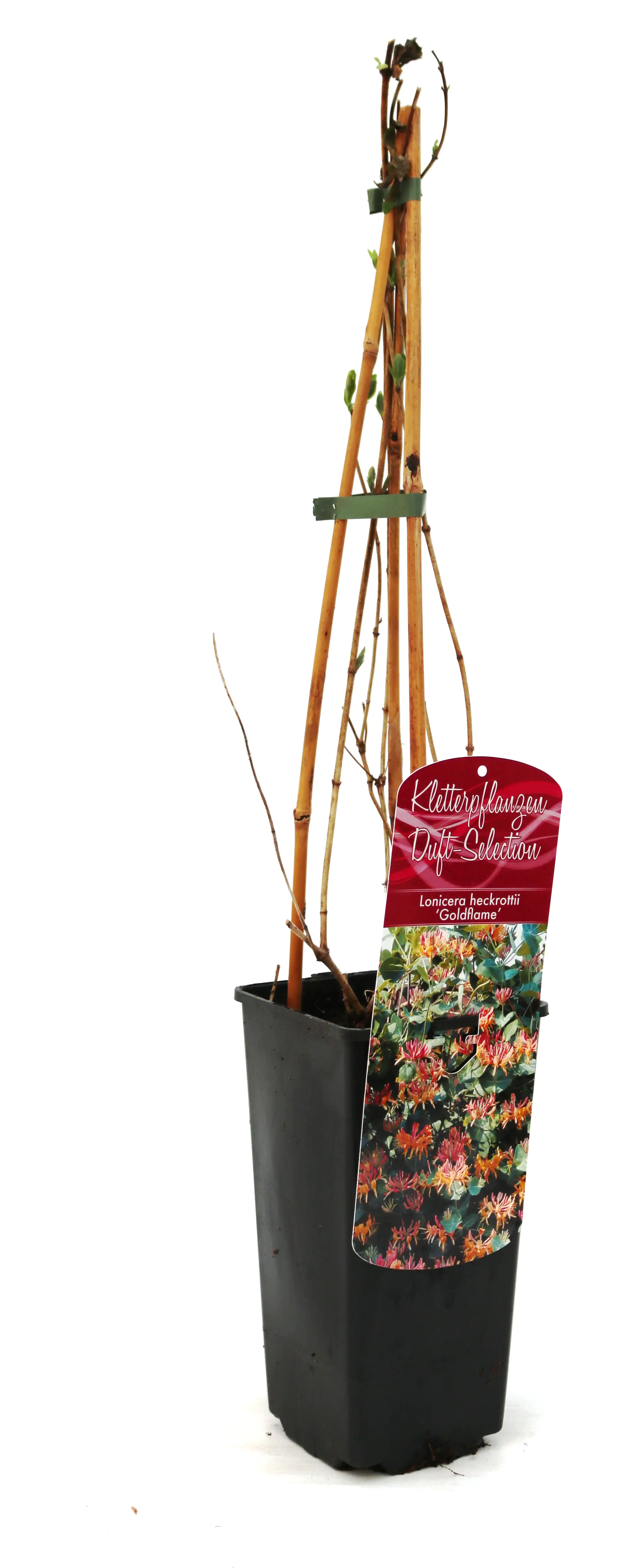 Geißschlinge Lonicera heckrottii Goldflame 2 L Eckcontainer