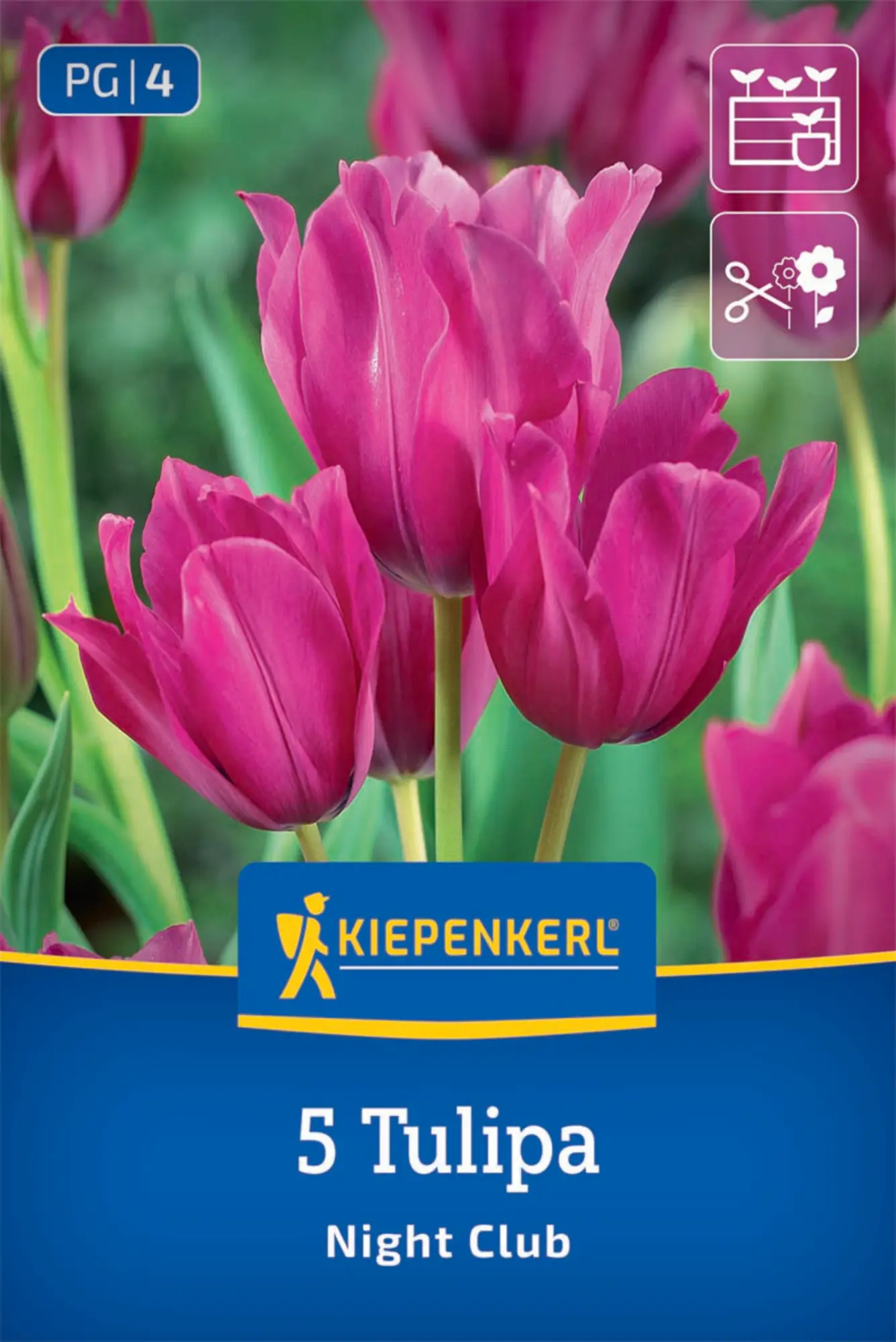 Kiepenkerl Herbstblumenzwiebel Tulpen Night Club 5 Stück